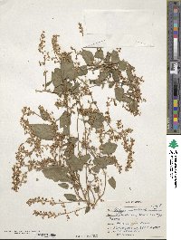 Fallopia baldschuanica image