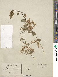 Fallopia baldschuanica image