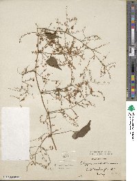Fallopia baldschuanica image
