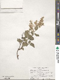 Fallopia baldschuanica image