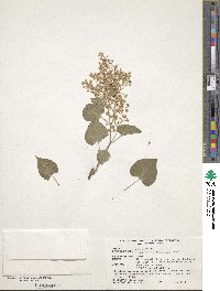 Fallopia baldschuanica image