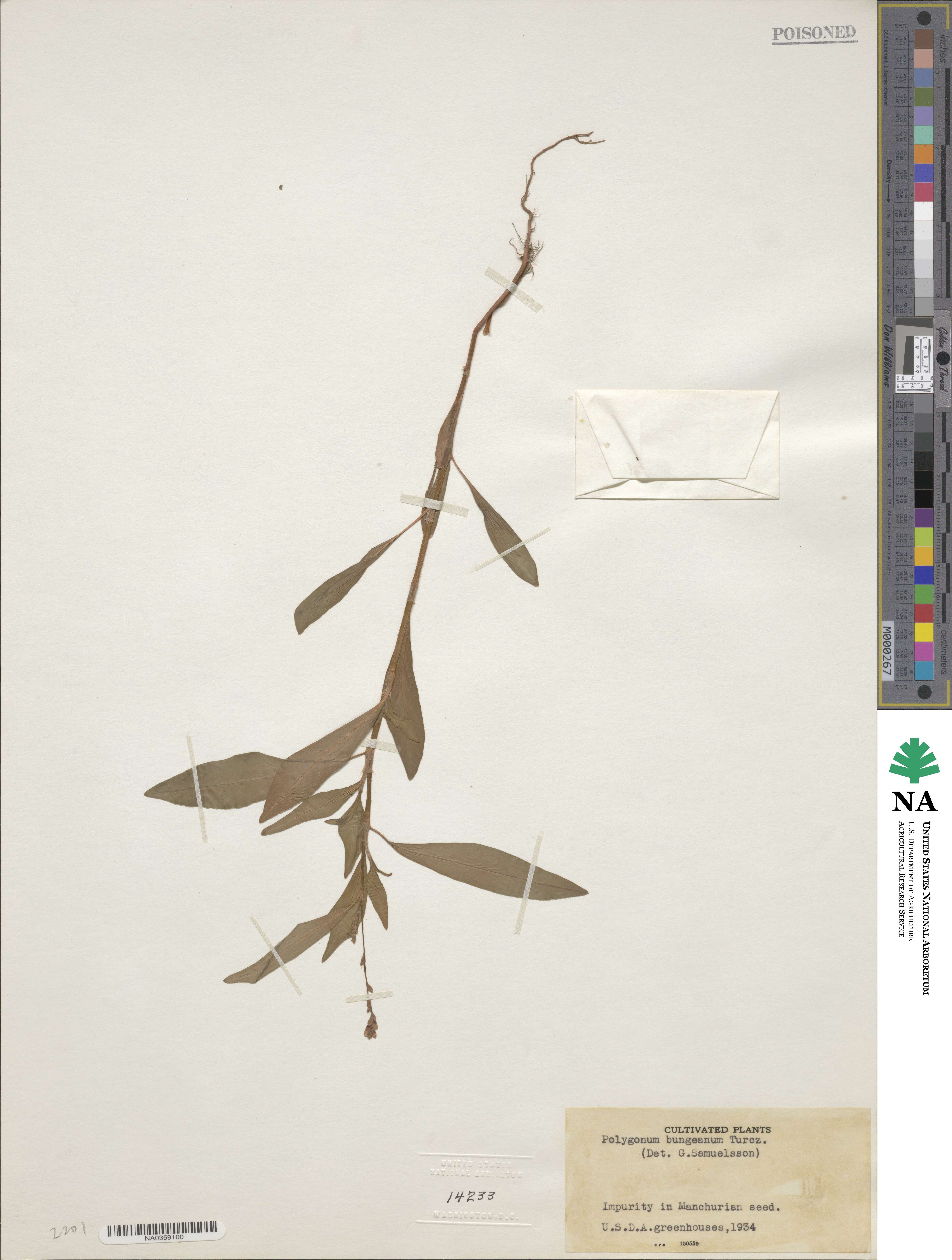 Persicaria bungeana image