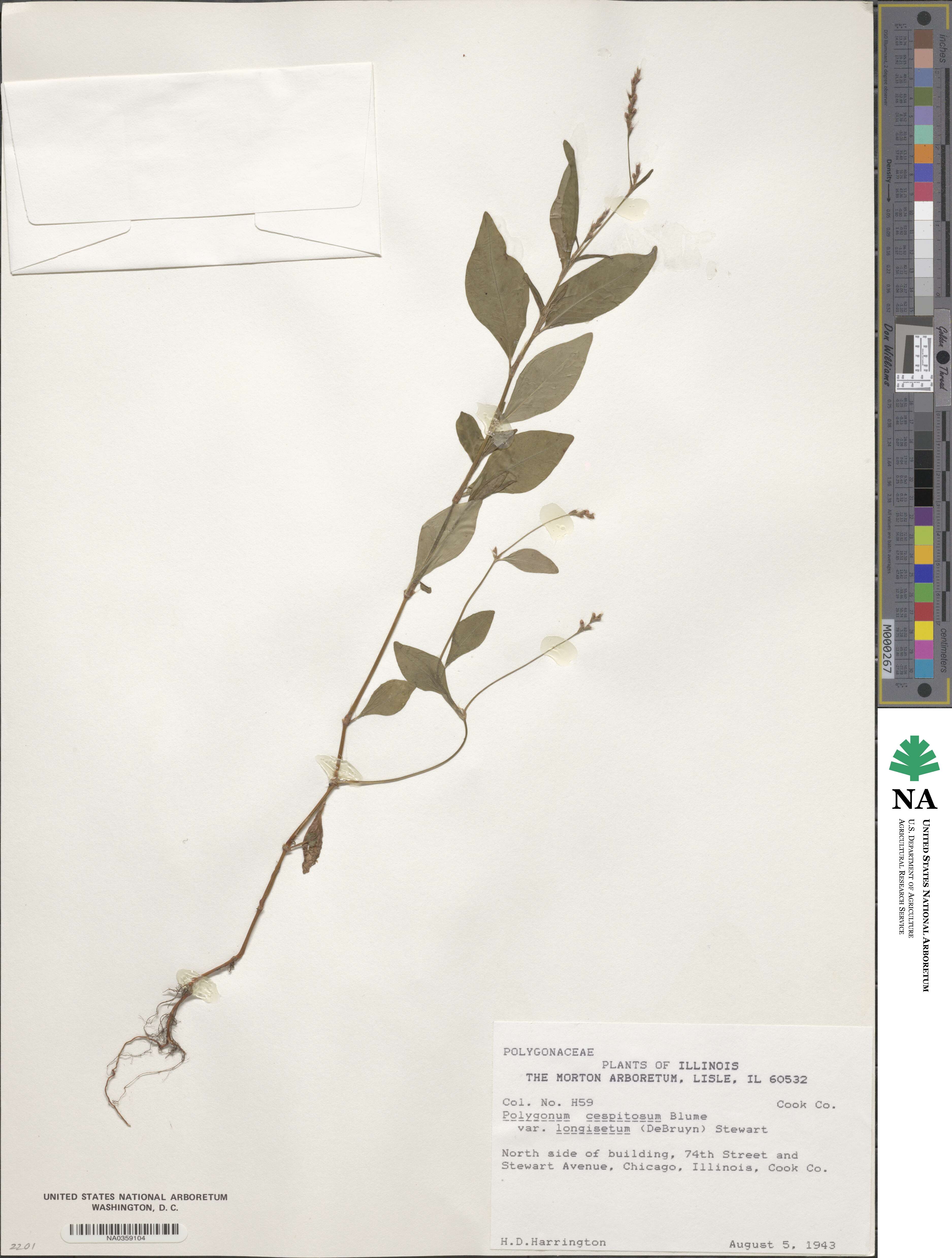 Persicaria longiseta image