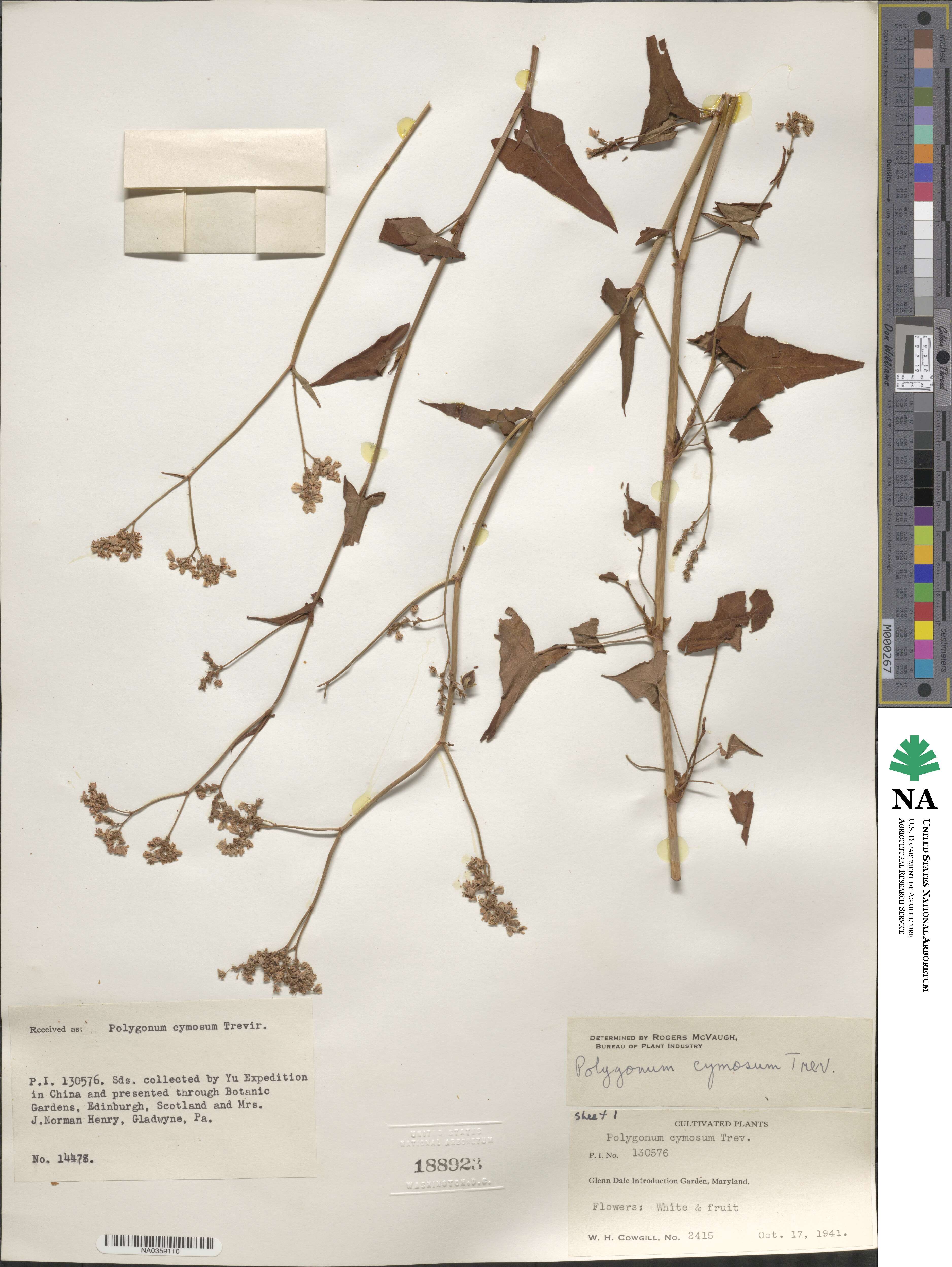 Polygonum cymosum image