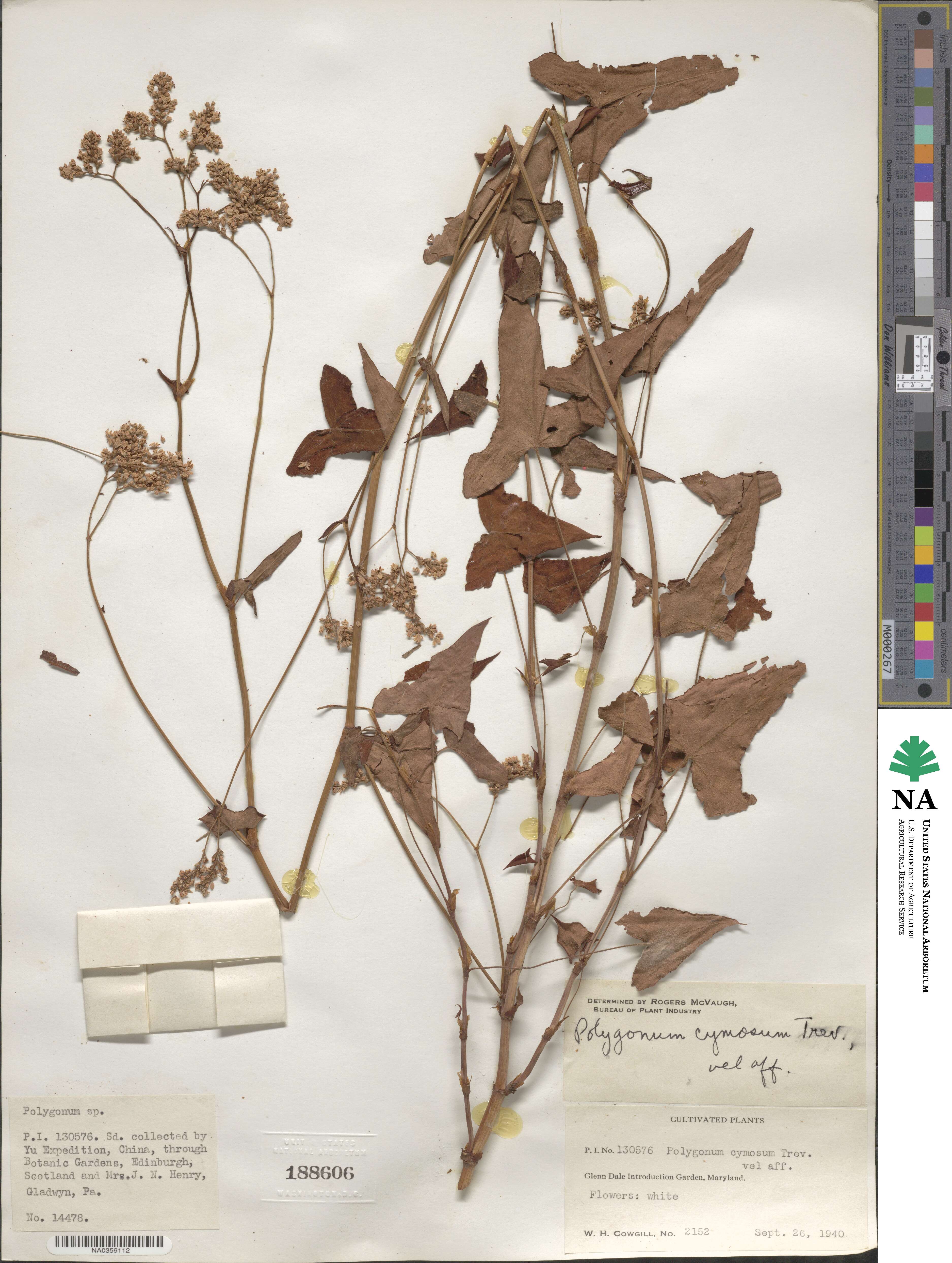 Polygonum cymosum image