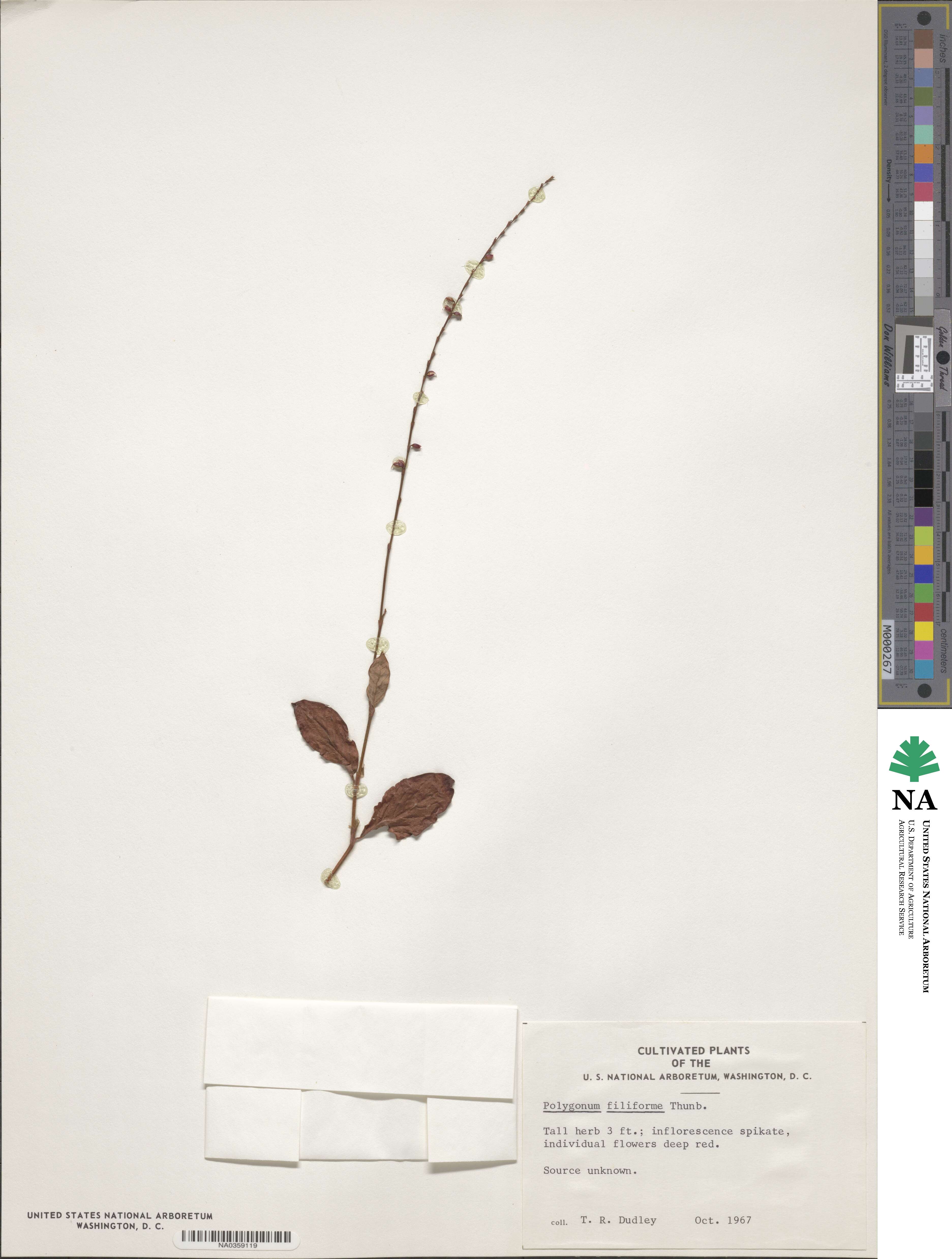 Polygonum filiforme image