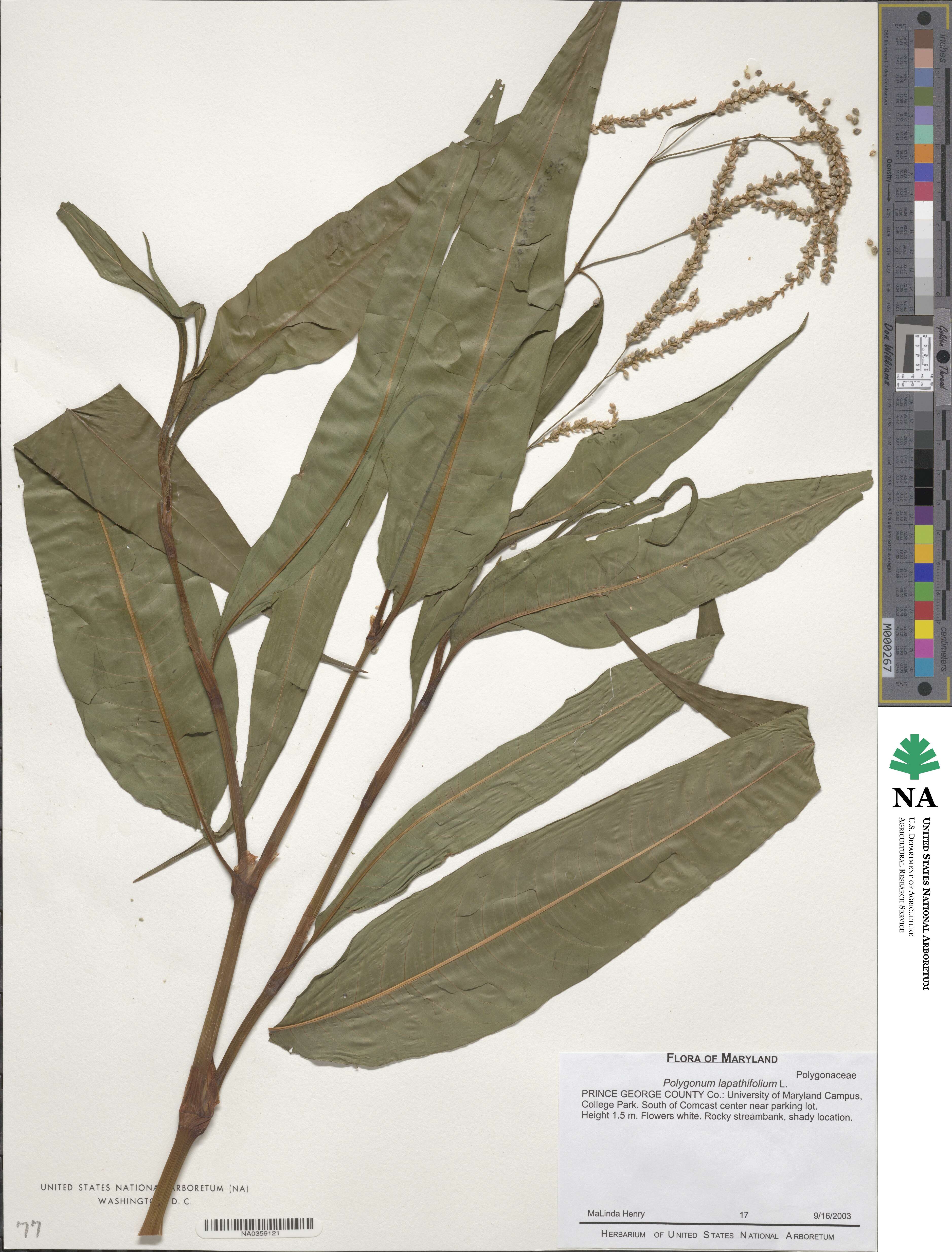 Polygonum lapathifolium image