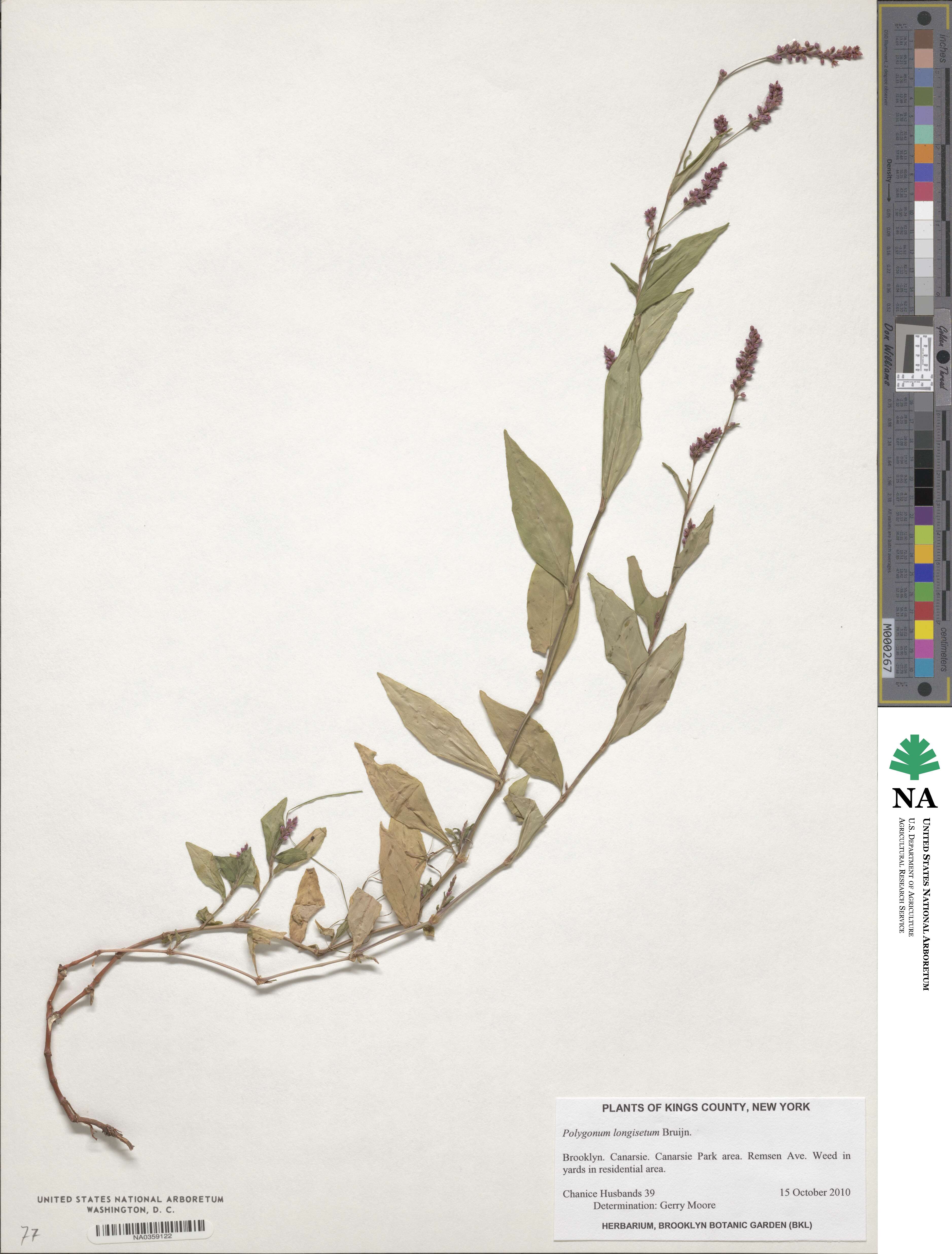 Persicaria longiseta image