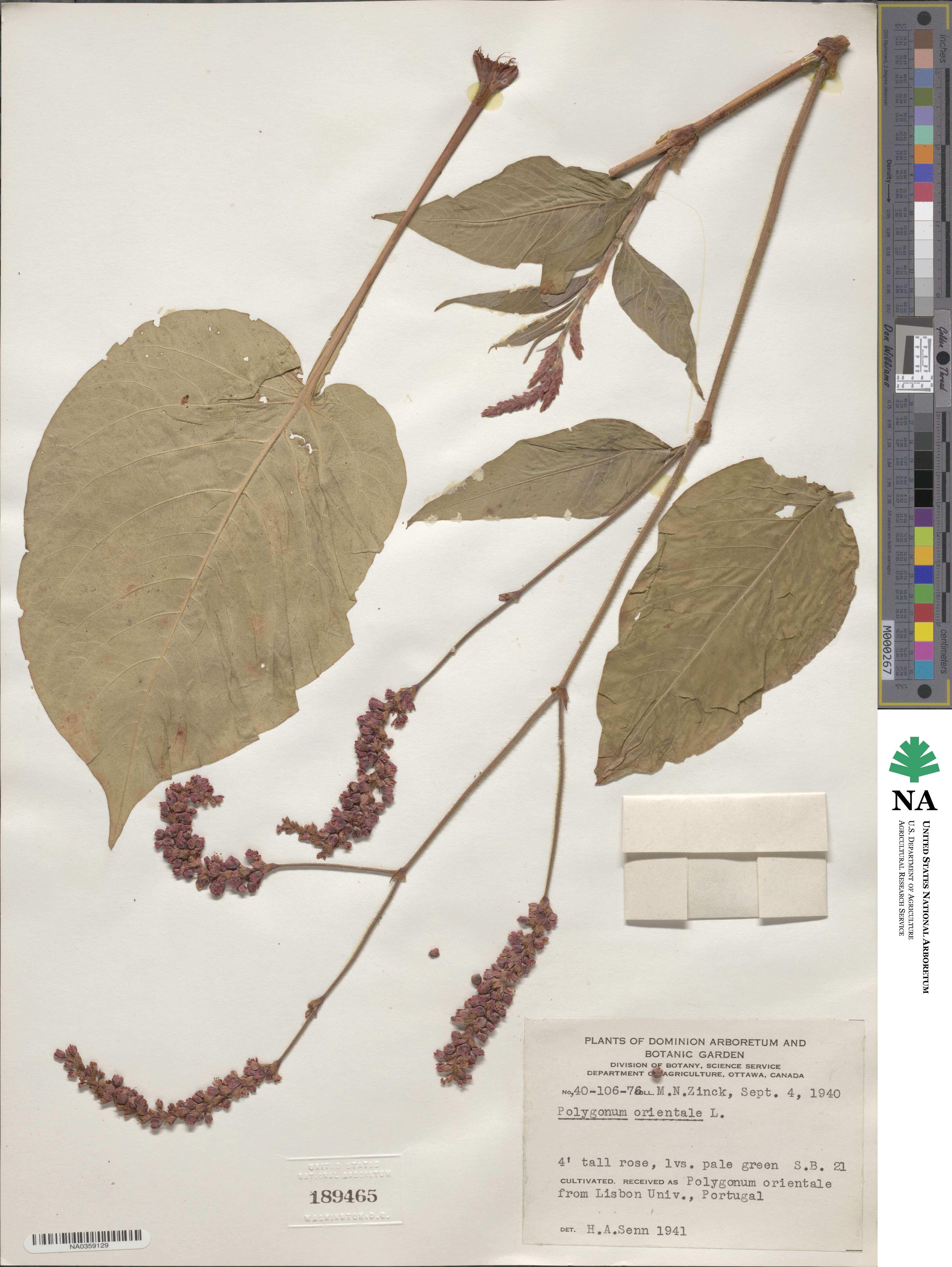 Persicaria orientalis image