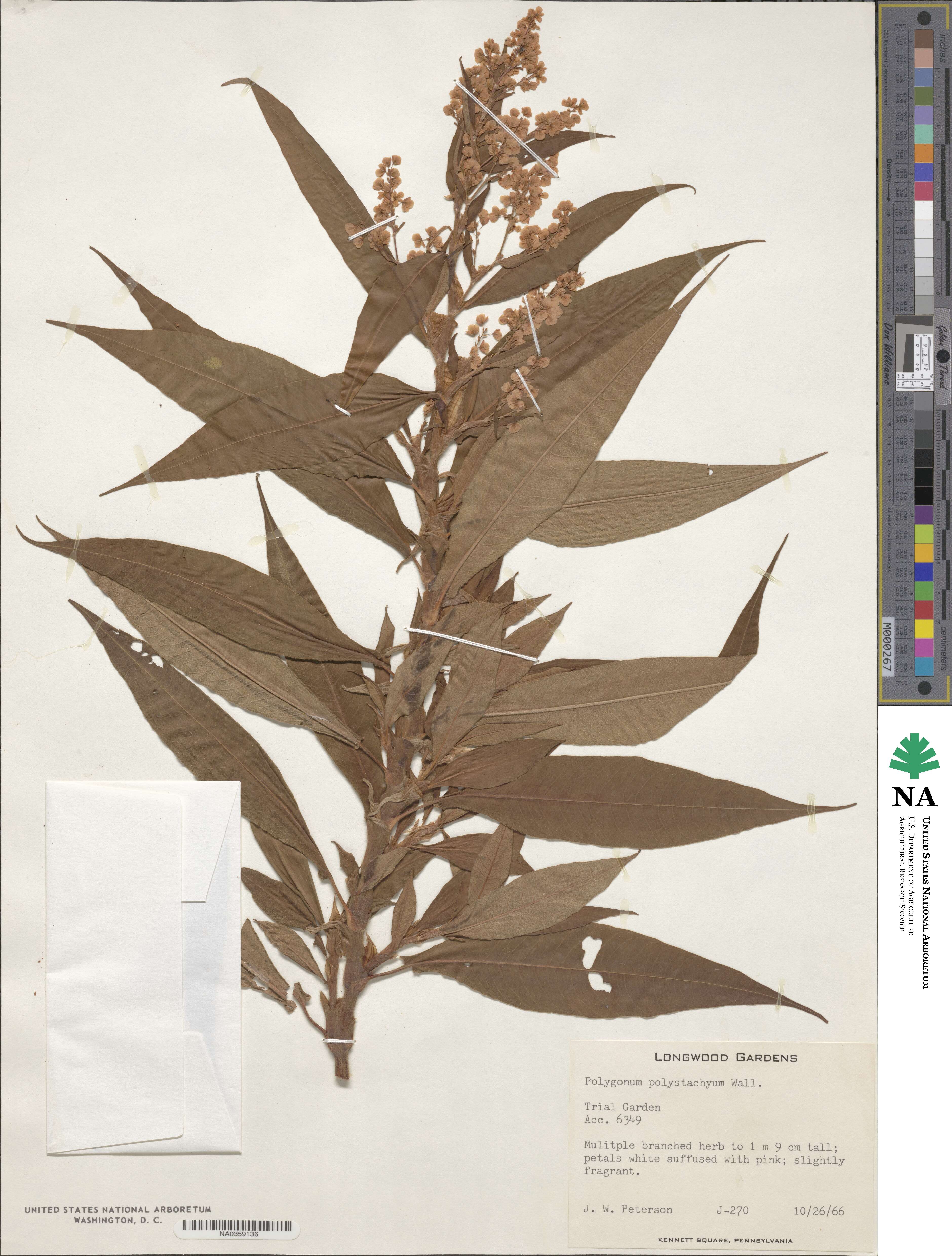 Koenigia polystachya image