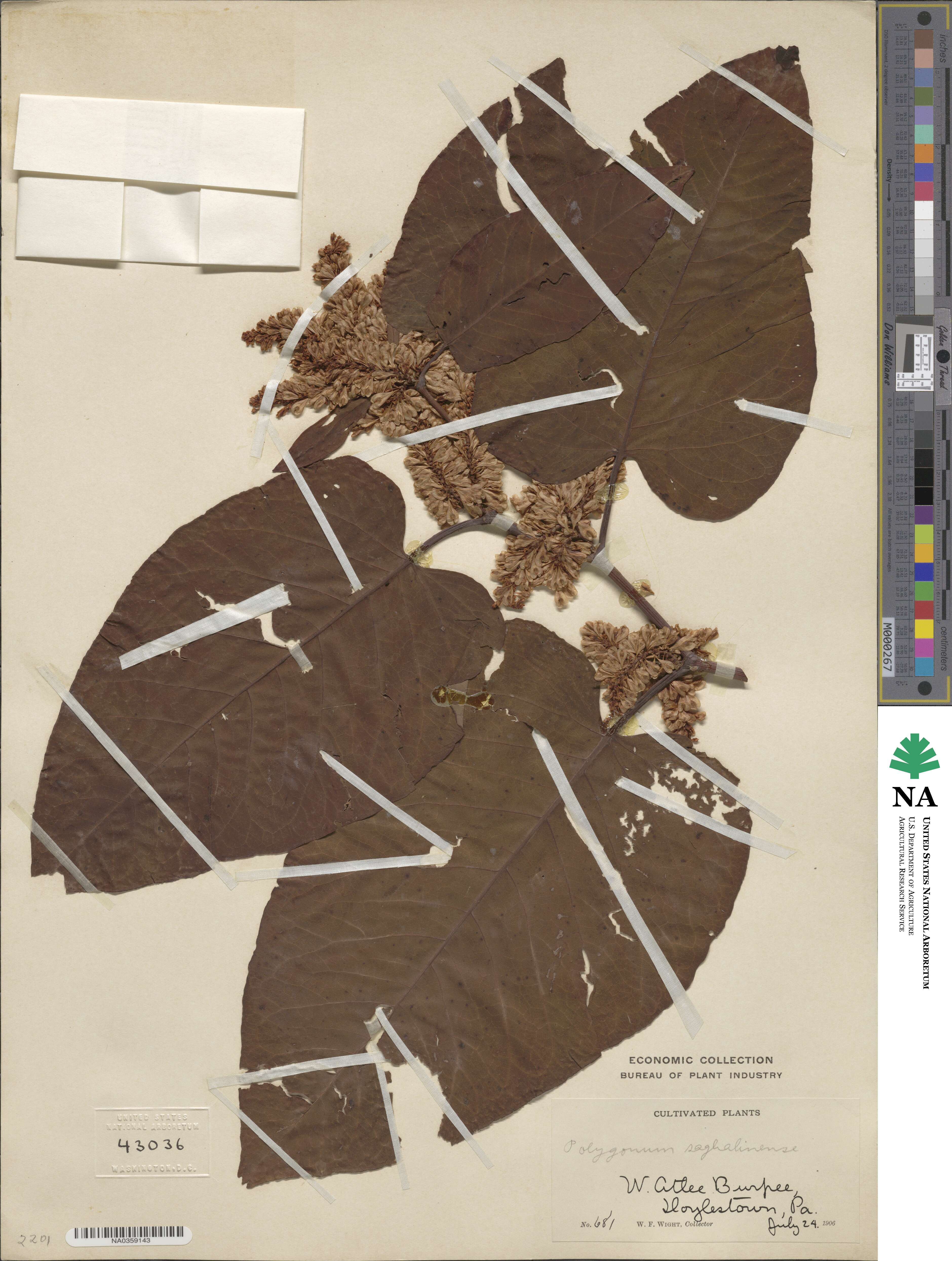 Reynoutria sachalinensis image