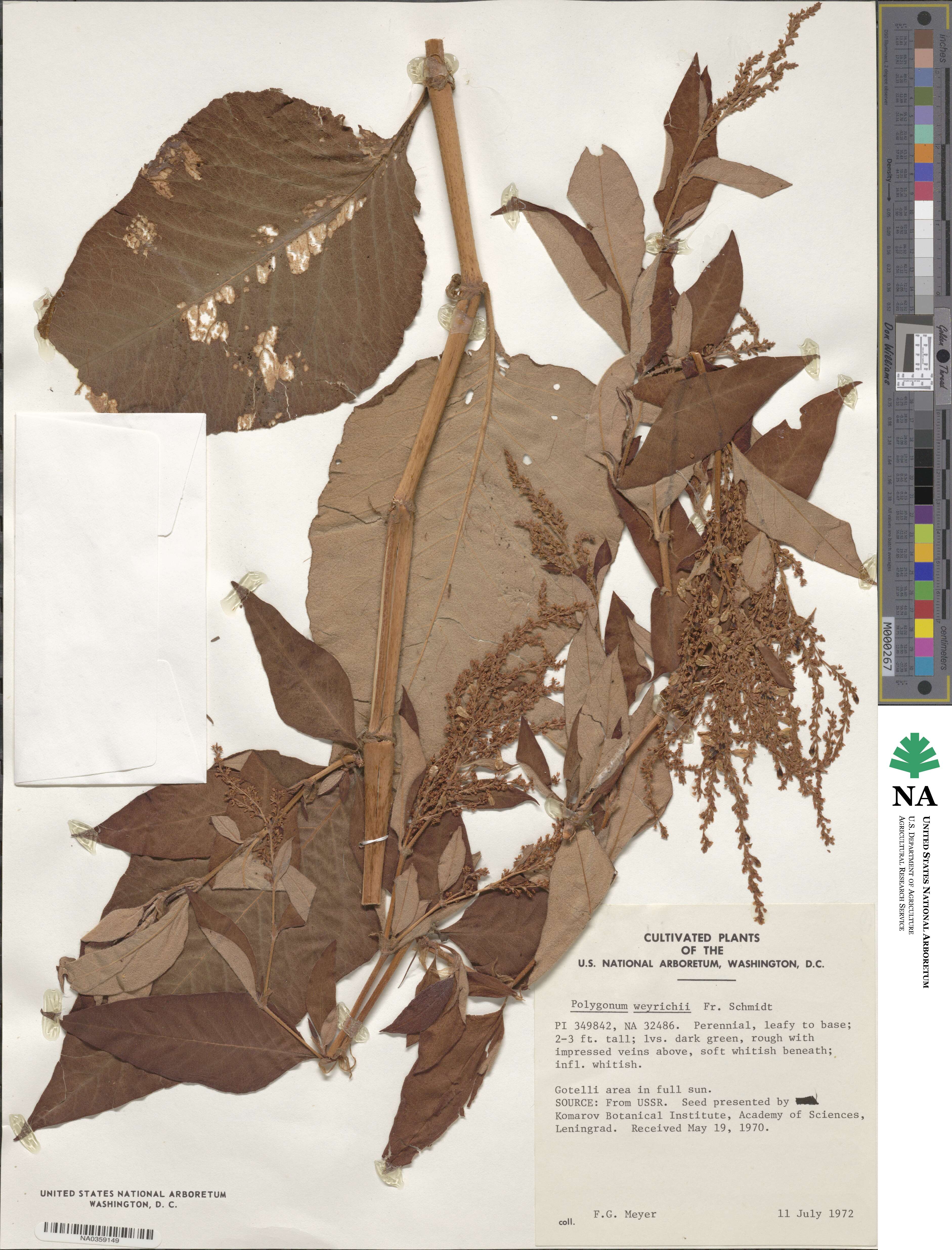 Koenigia image