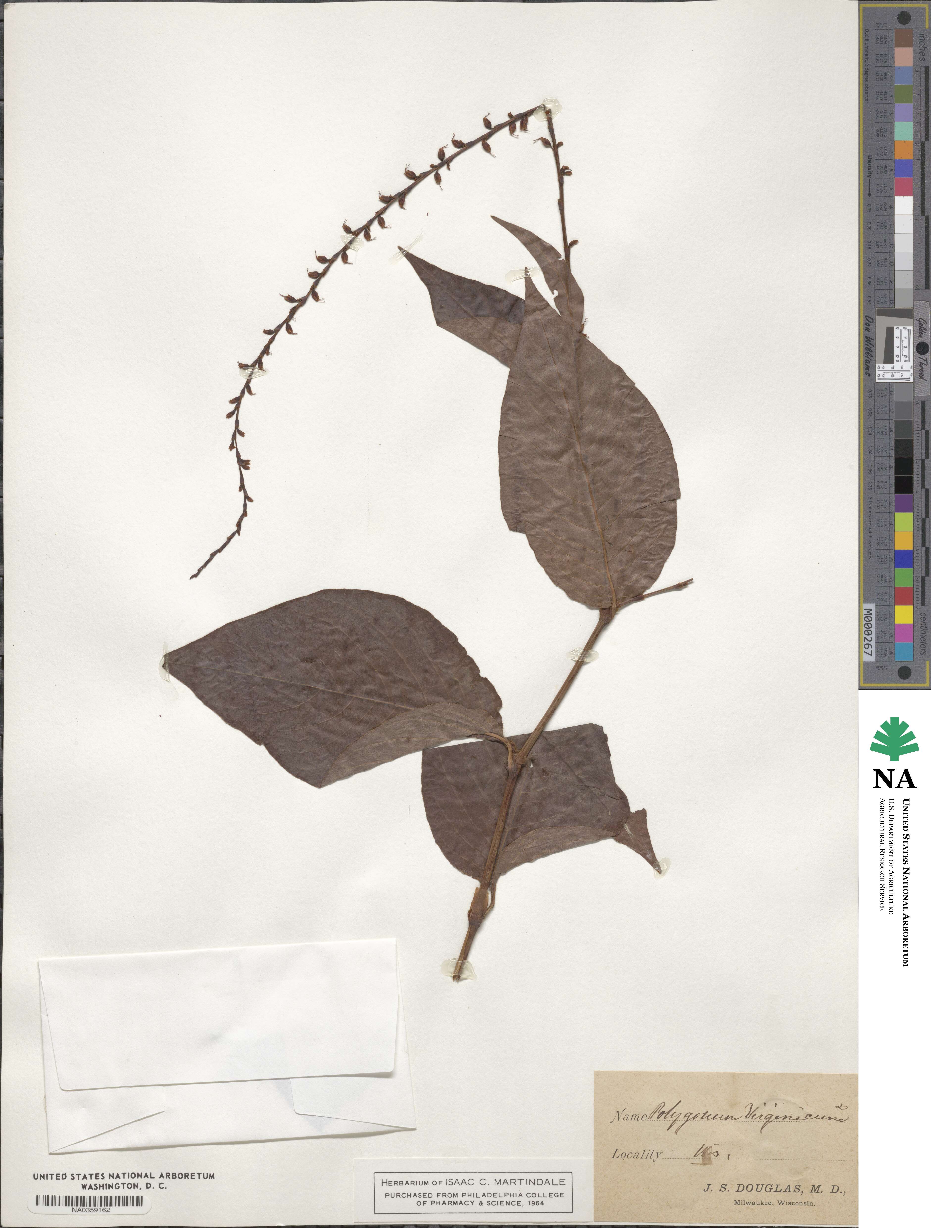 Persicaria virginiana image