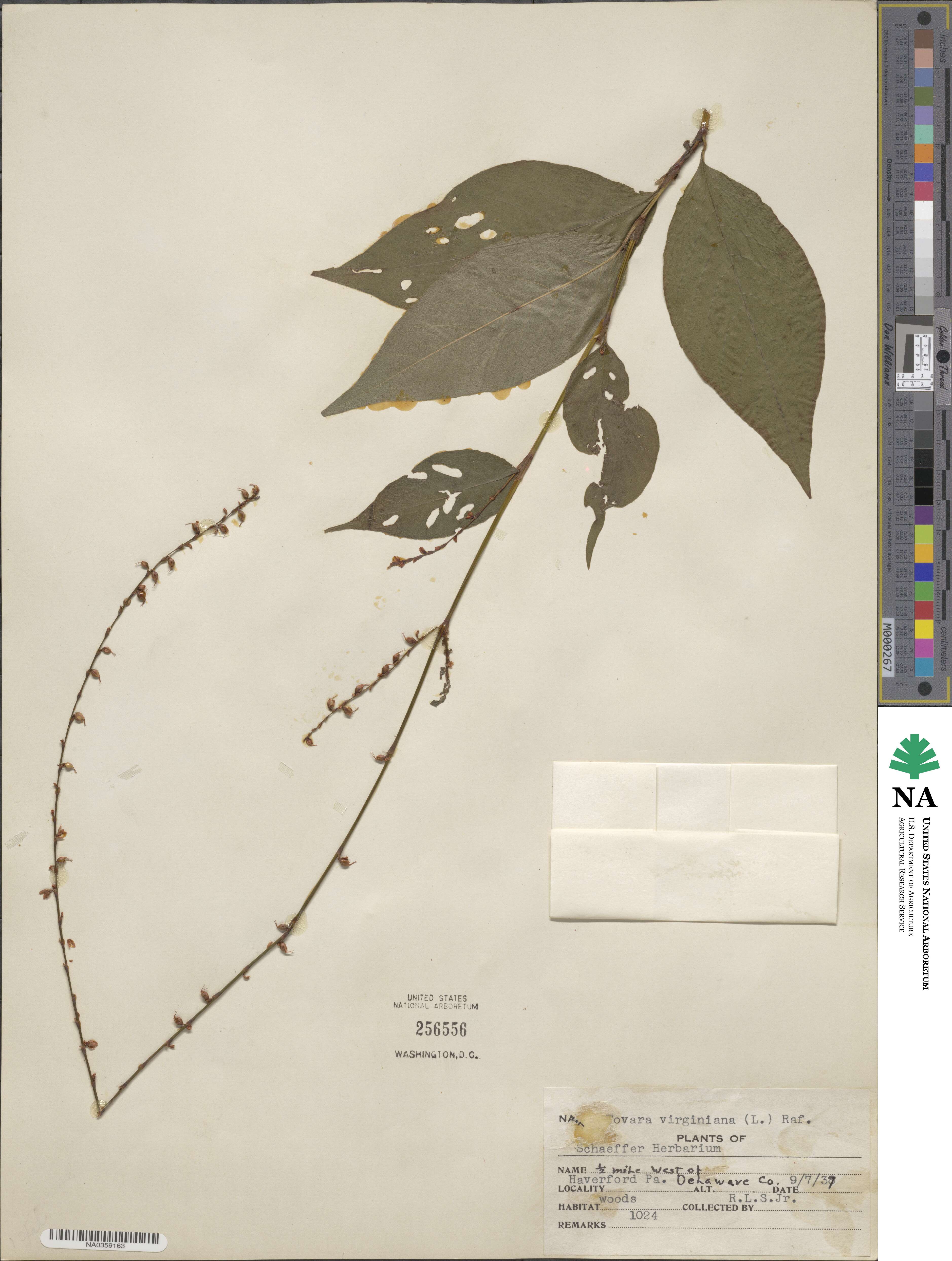 Persicaria virginiana image