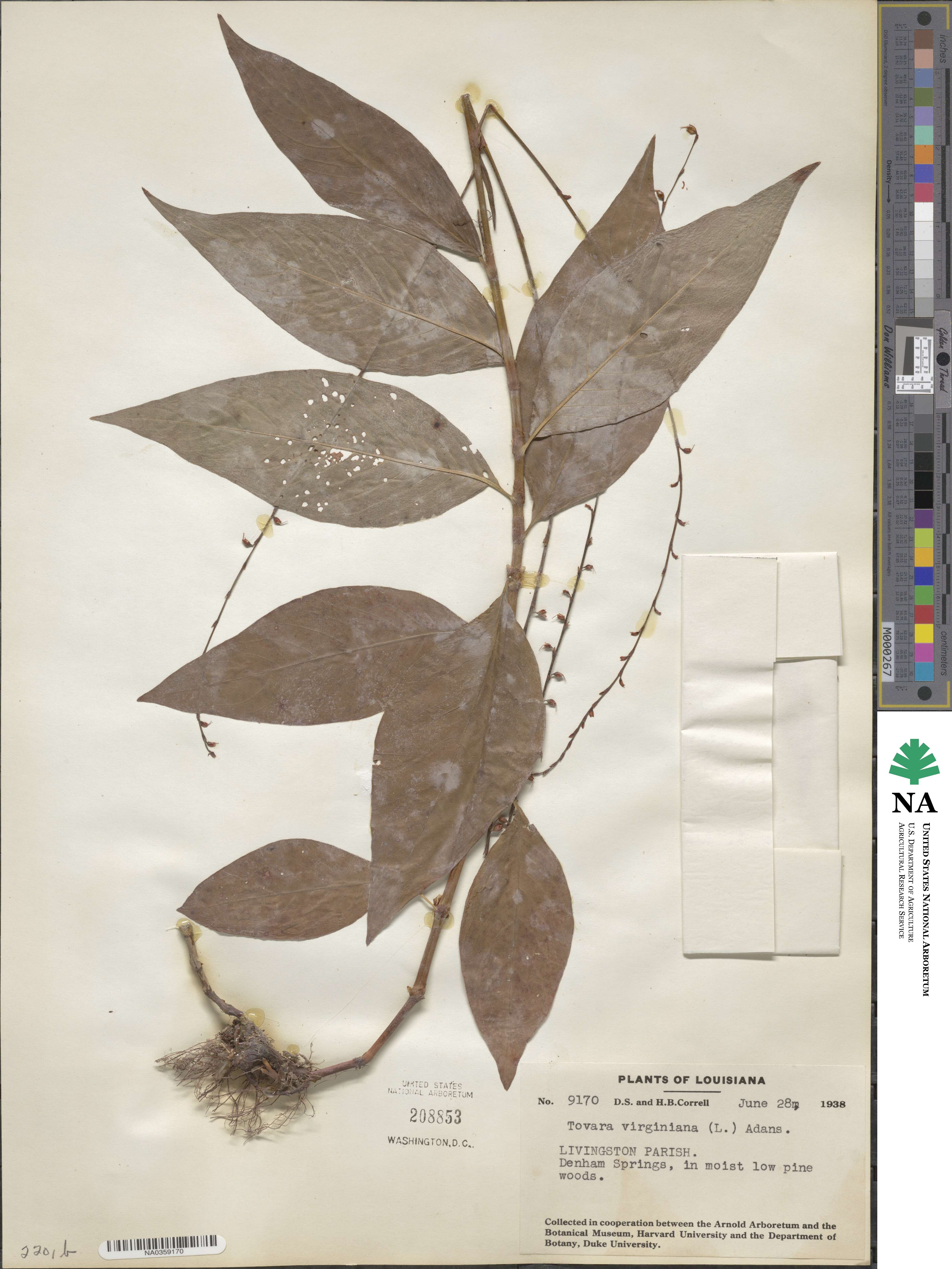 Persicaria virginiana image
