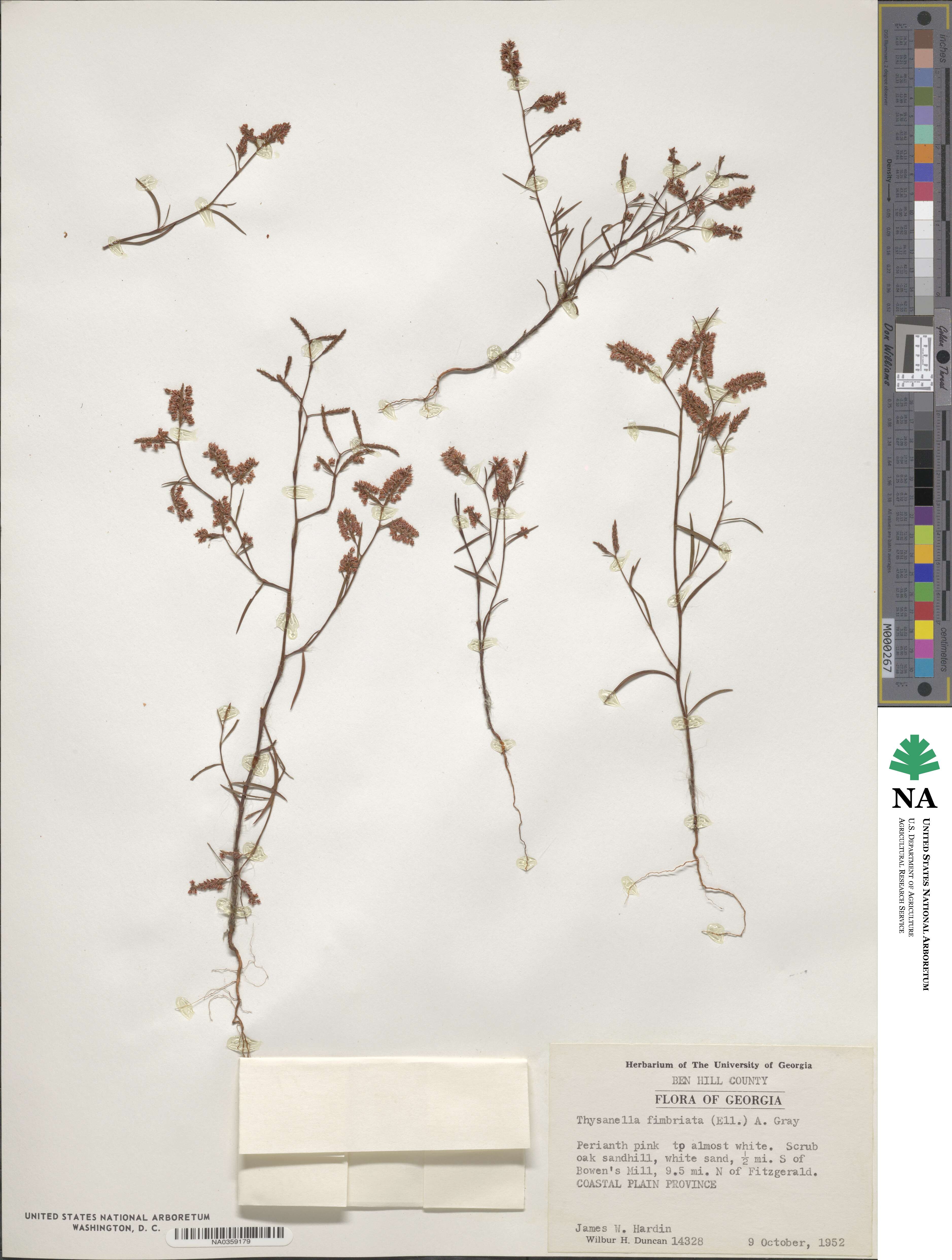 Polygonella fimbriata image