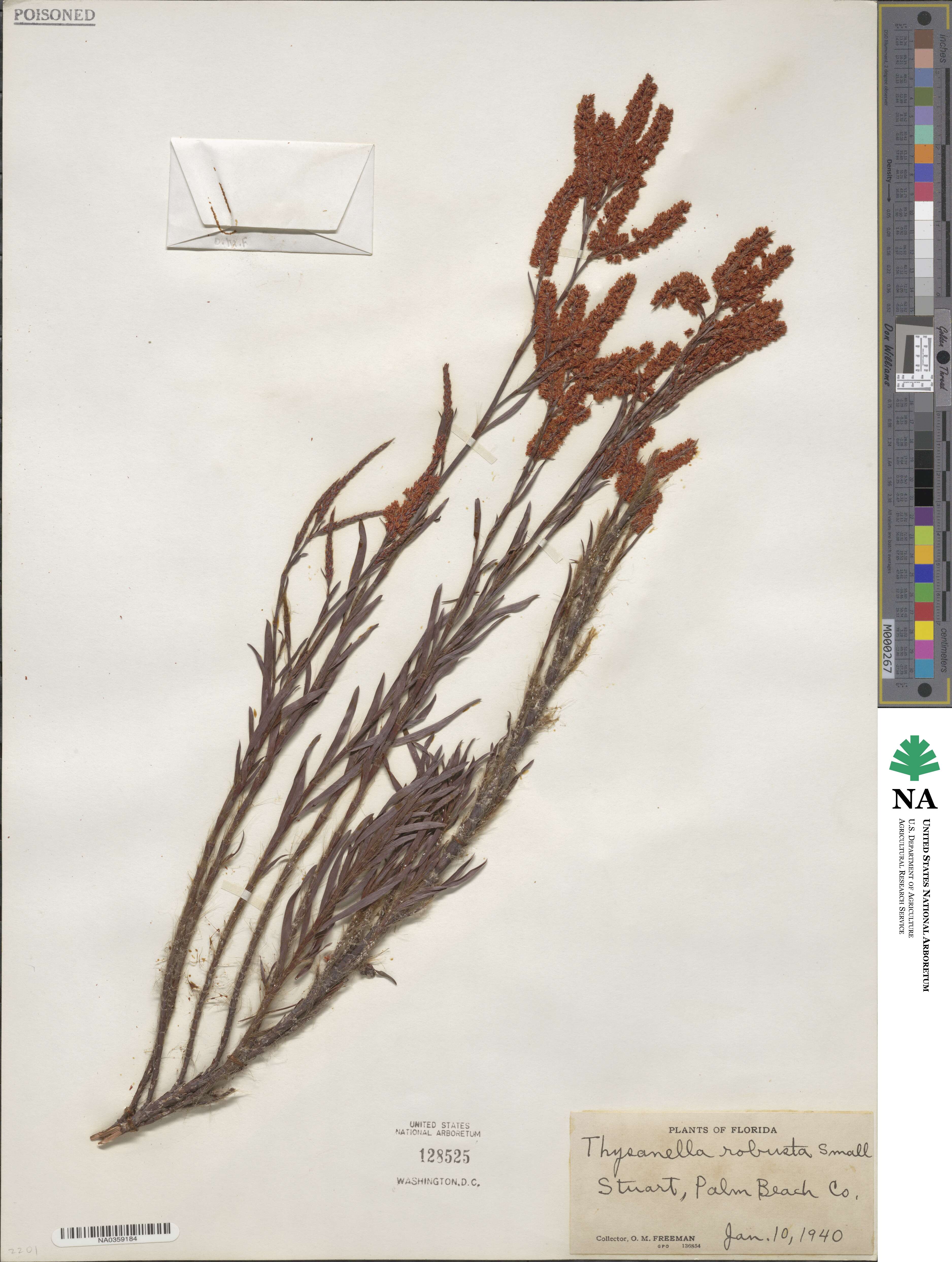 Polygonella robusta image
