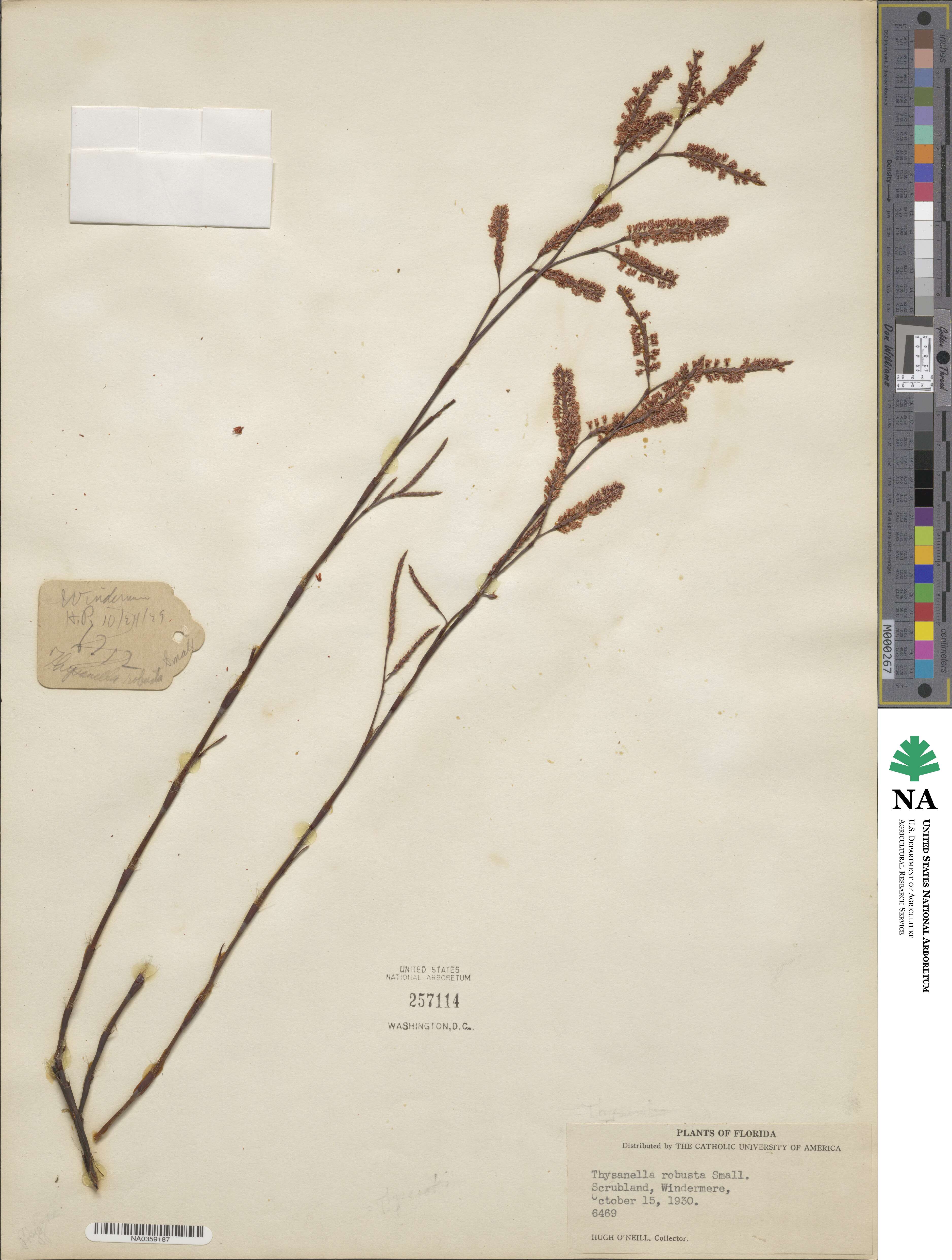 Polygonella robusta image