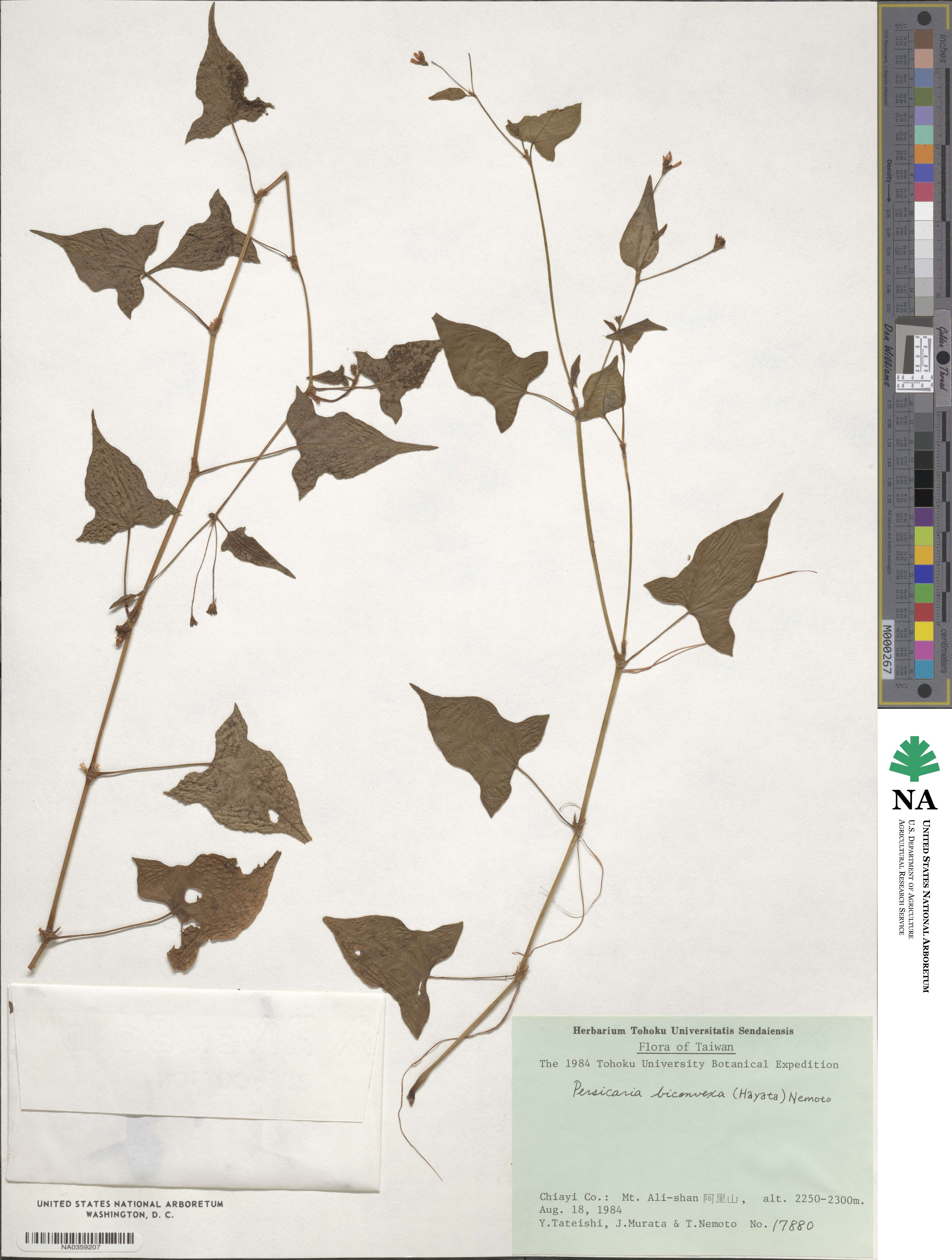 Persicaria biconvexa image