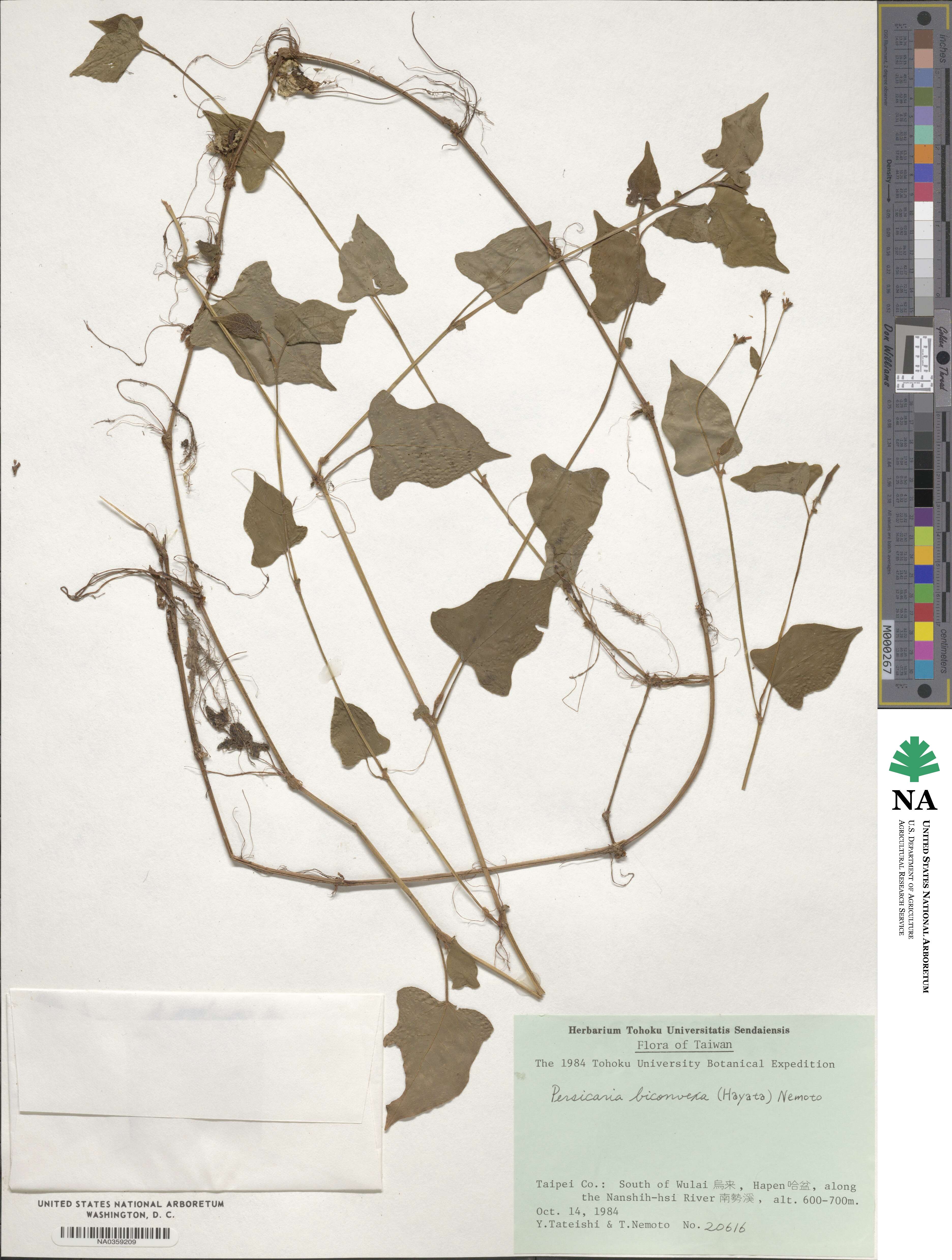 Persicaria biconvexa image