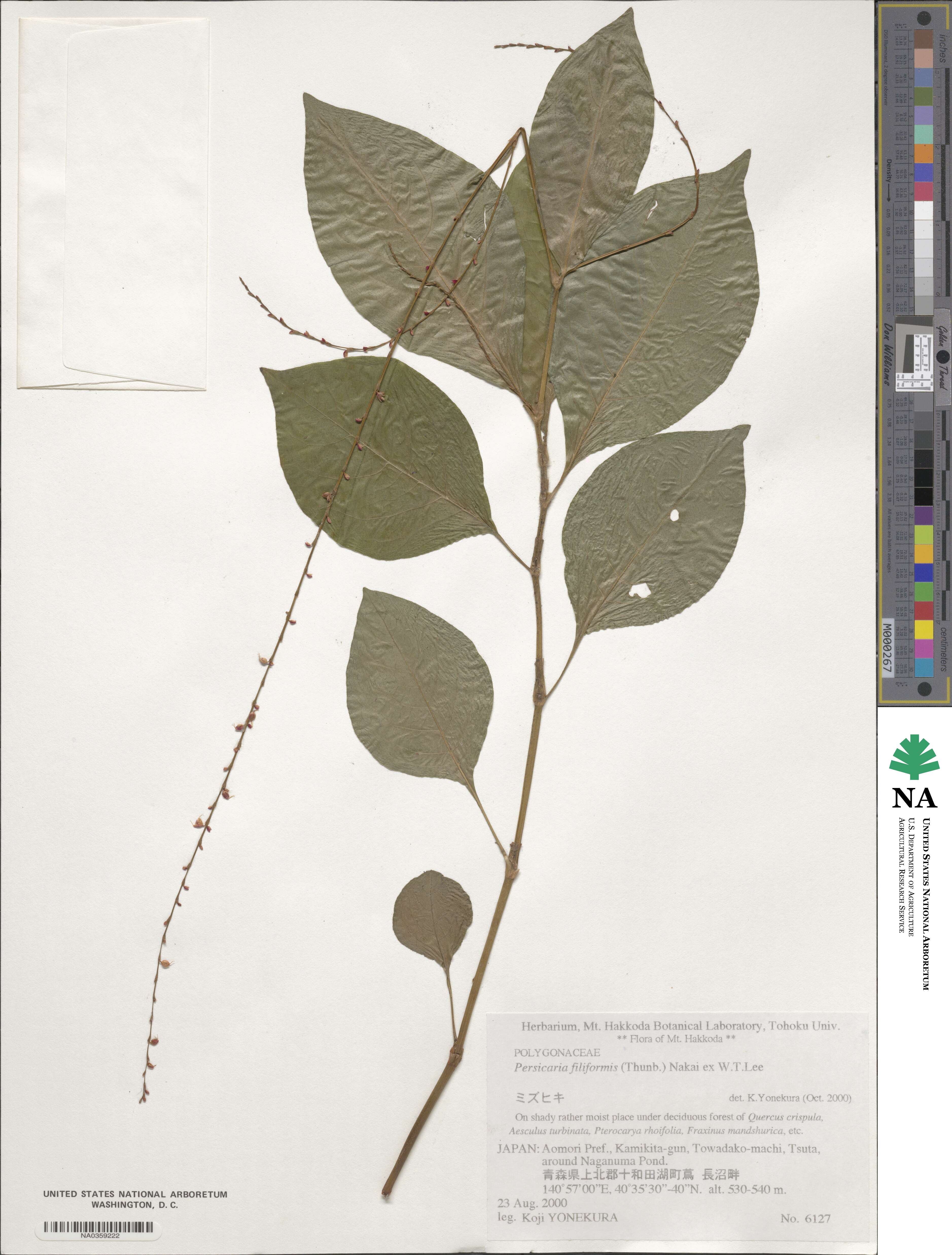 Persicaria filiformis image