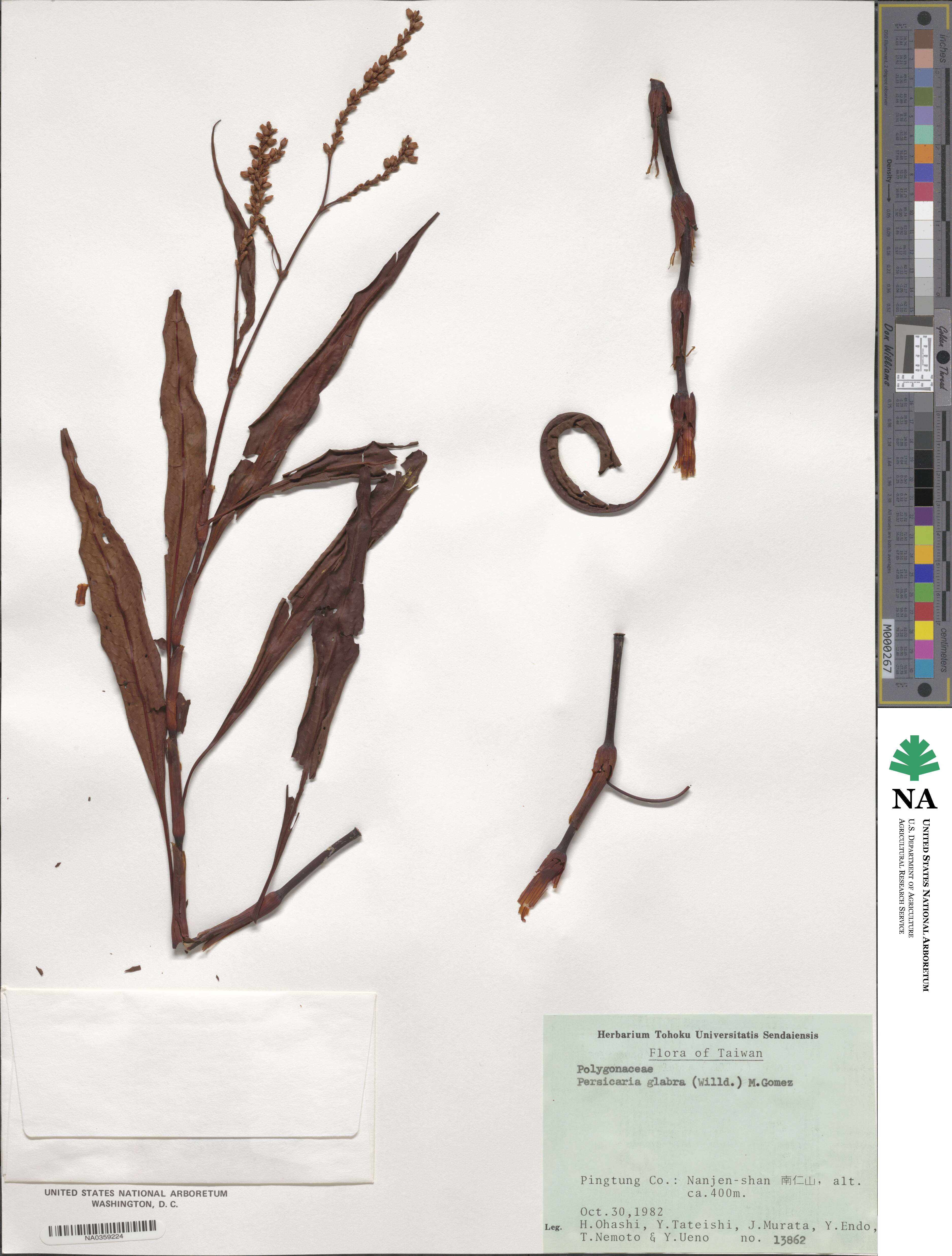 Persicaria glabra image