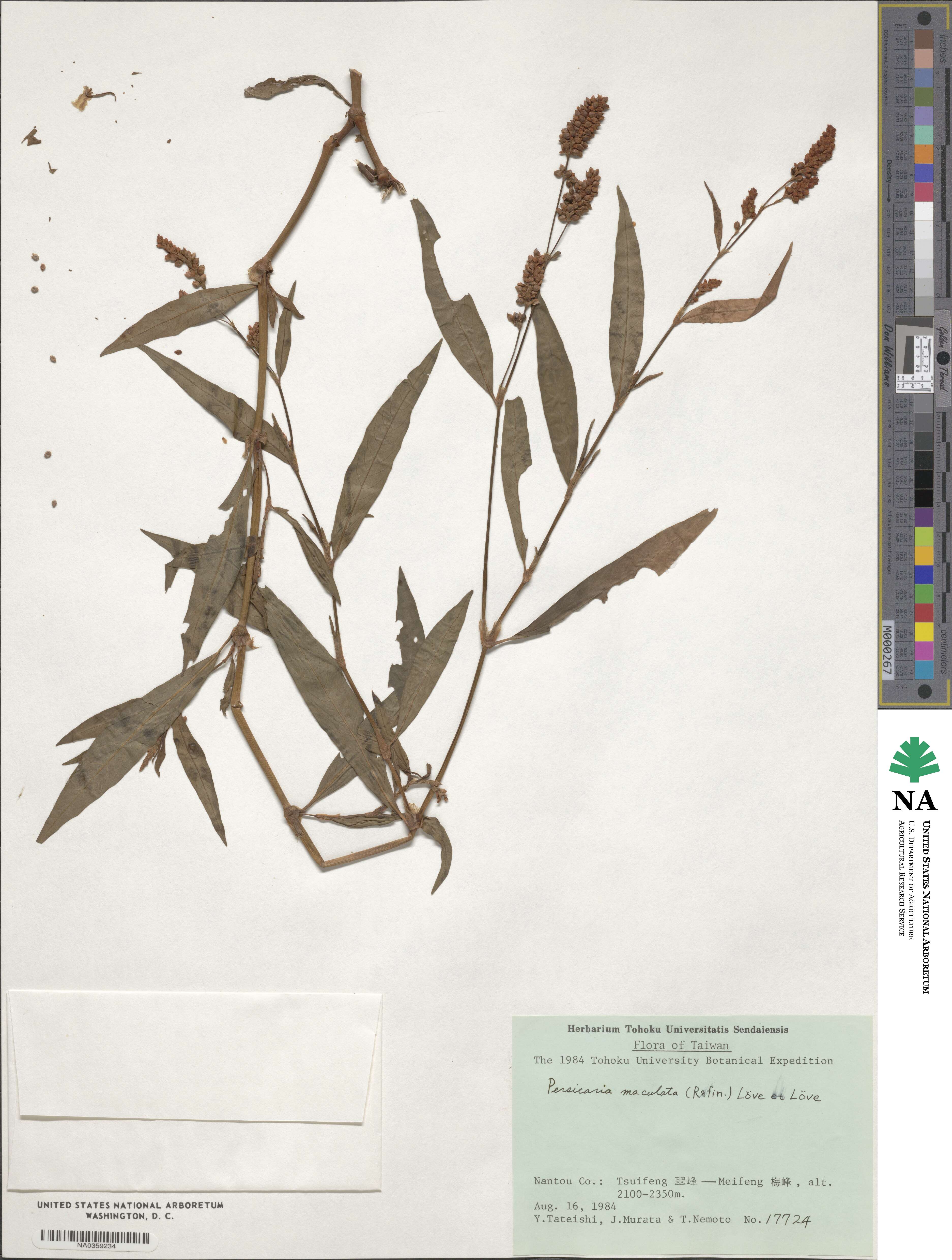 Persicaria maculata image