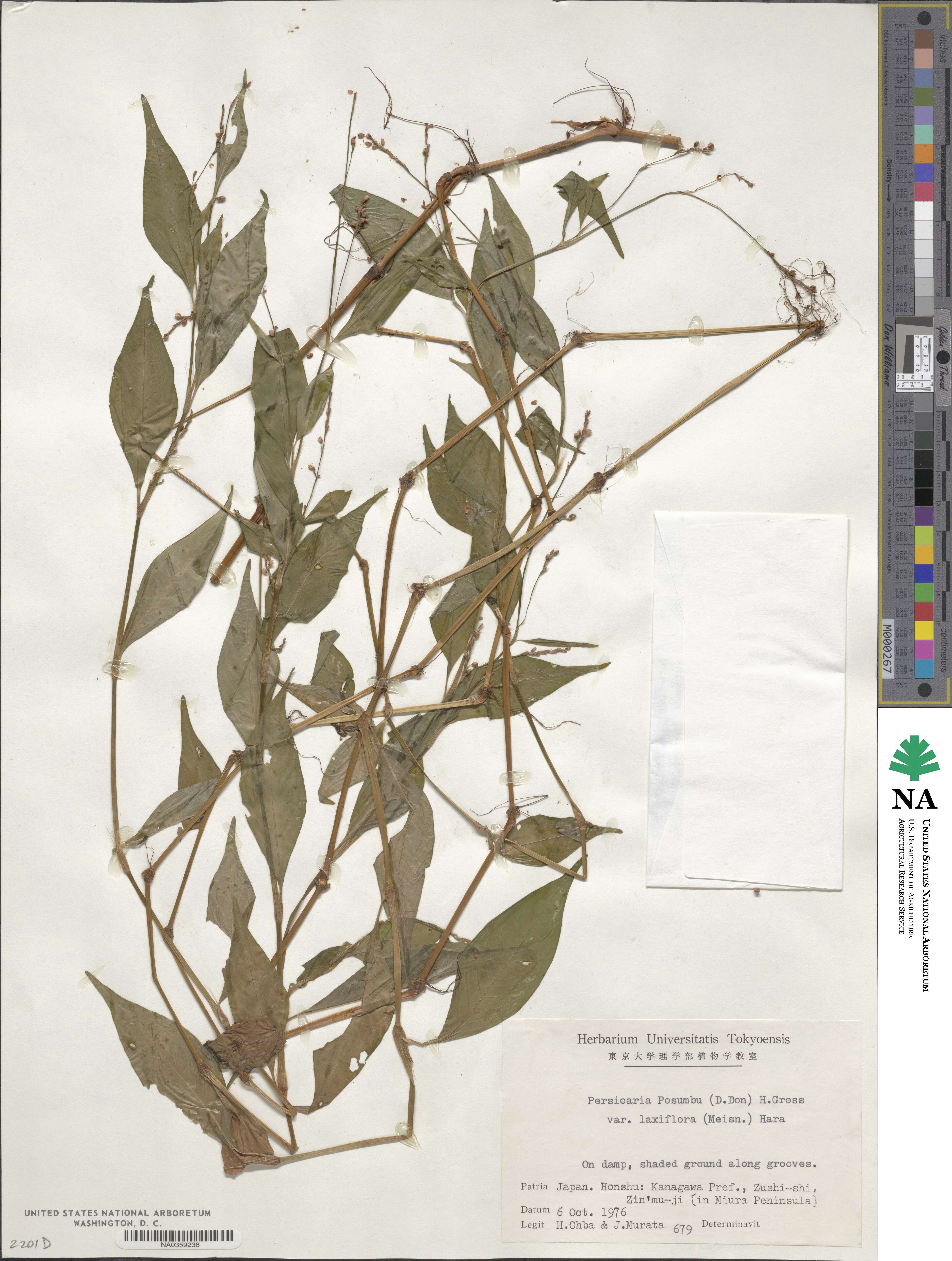 Persicaria posumbu subsp. posumbu image