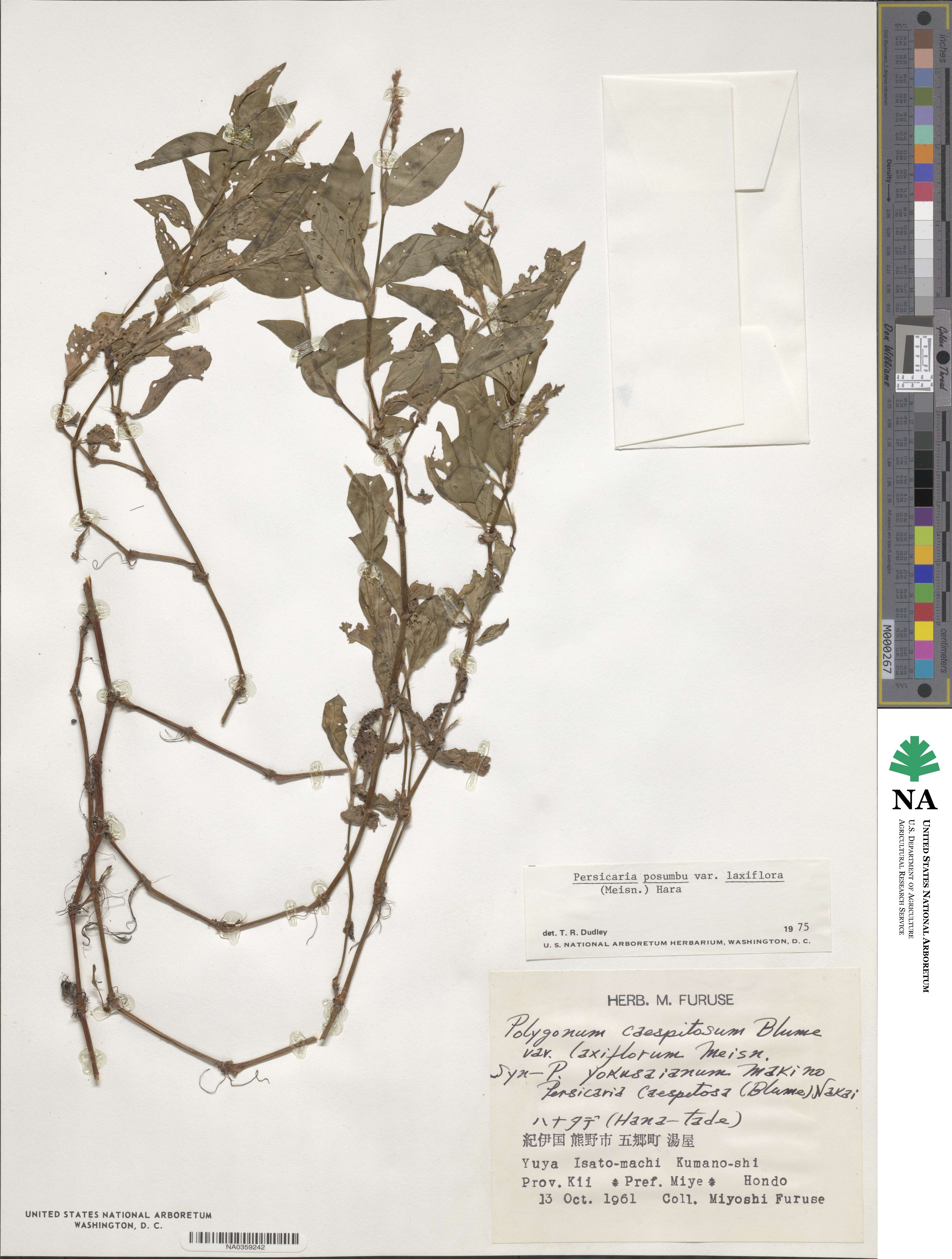 Persicaria posumbu subsp. posumbu image