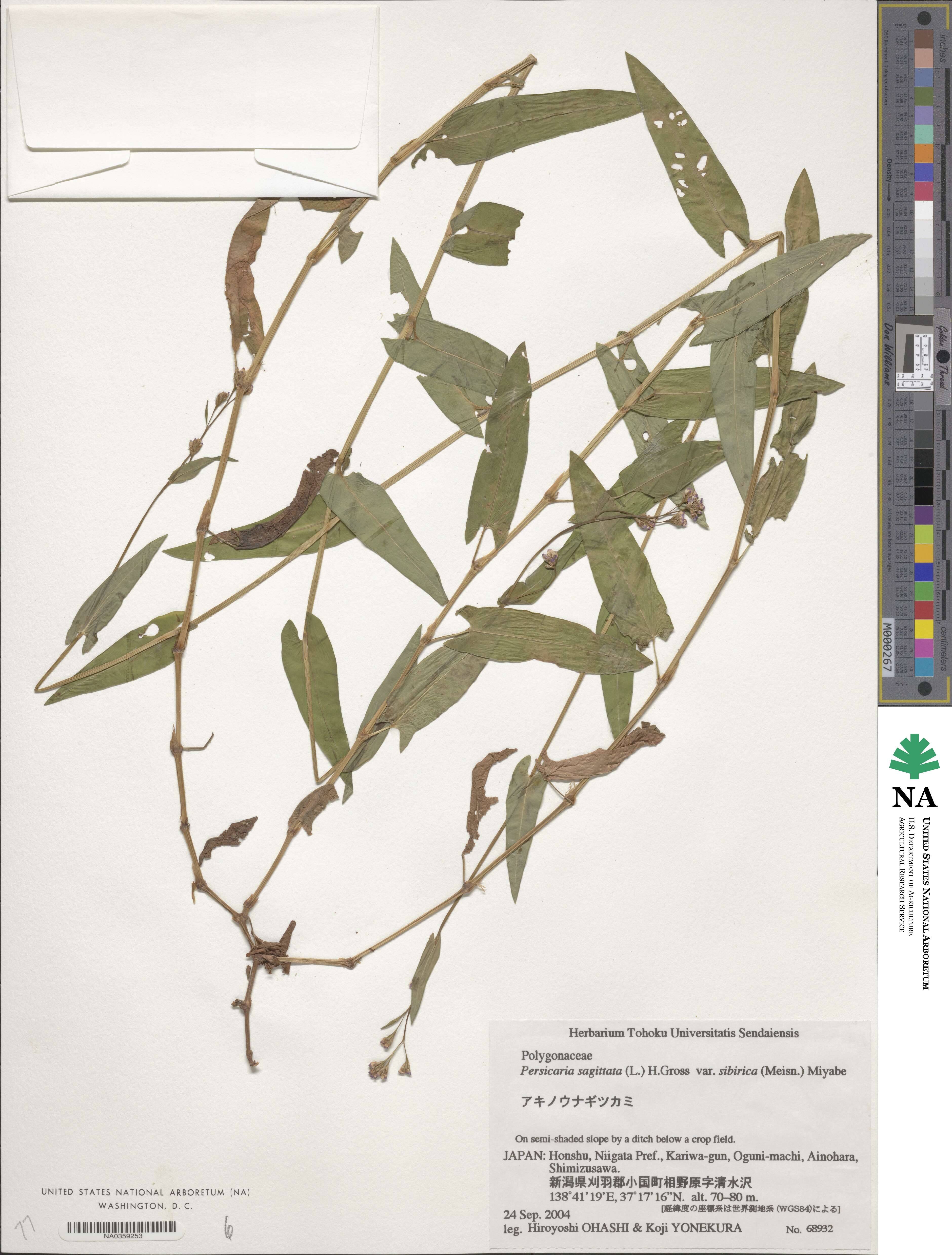 Persicaria sagittata image