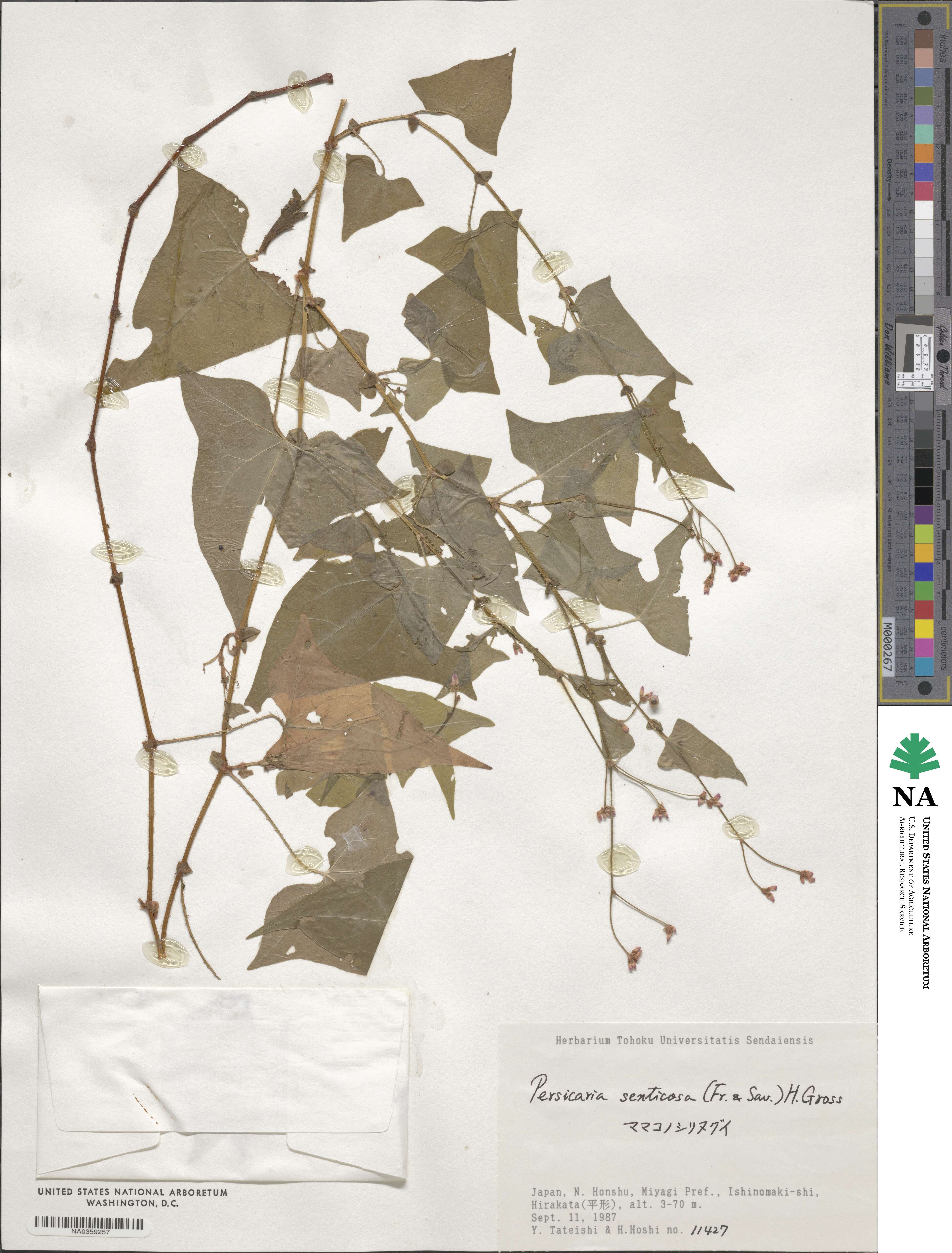 Persicaria senticosa image