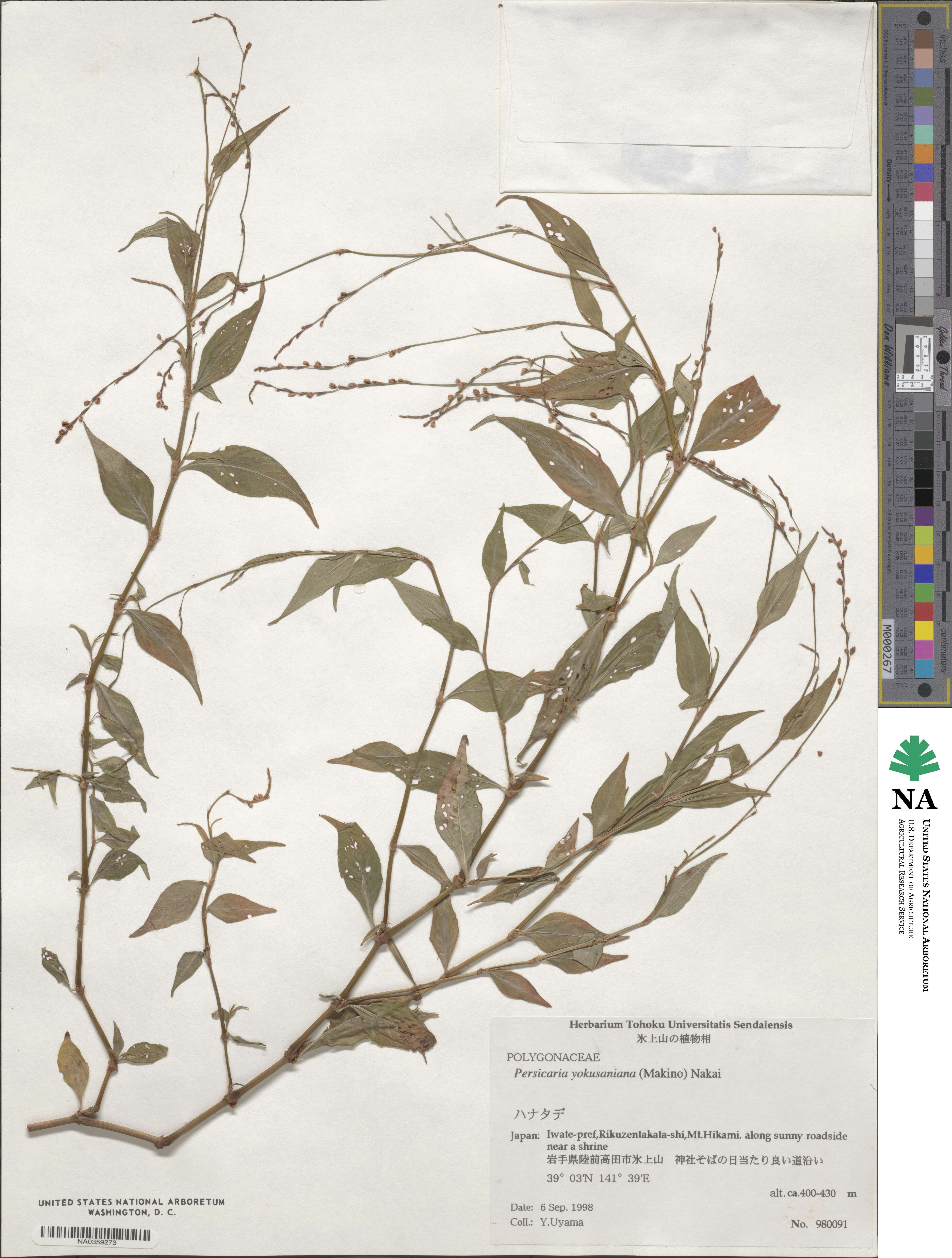Persicaria posumbu subsp. posumbu image