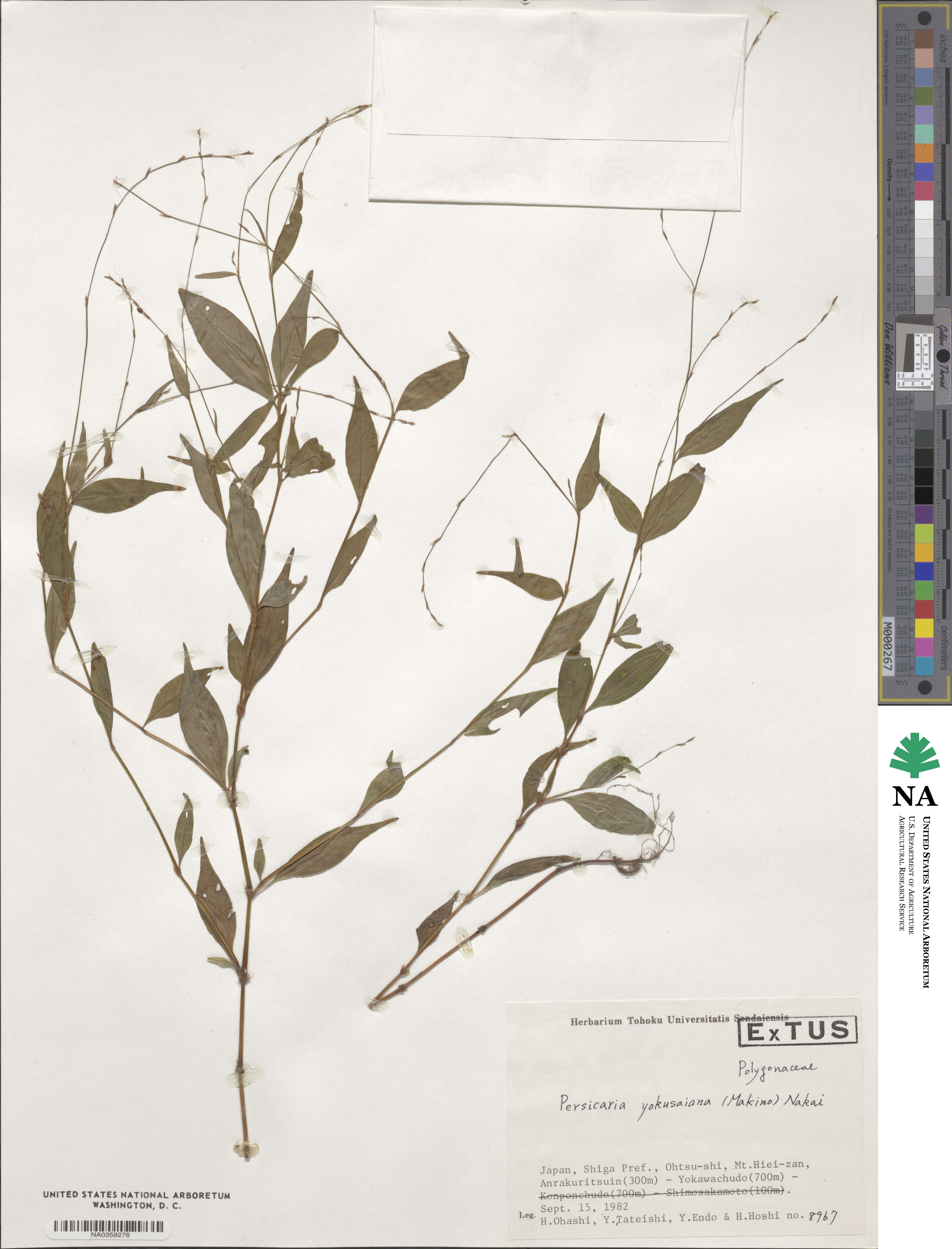 Persicaria posumbu subsp. posumbu image