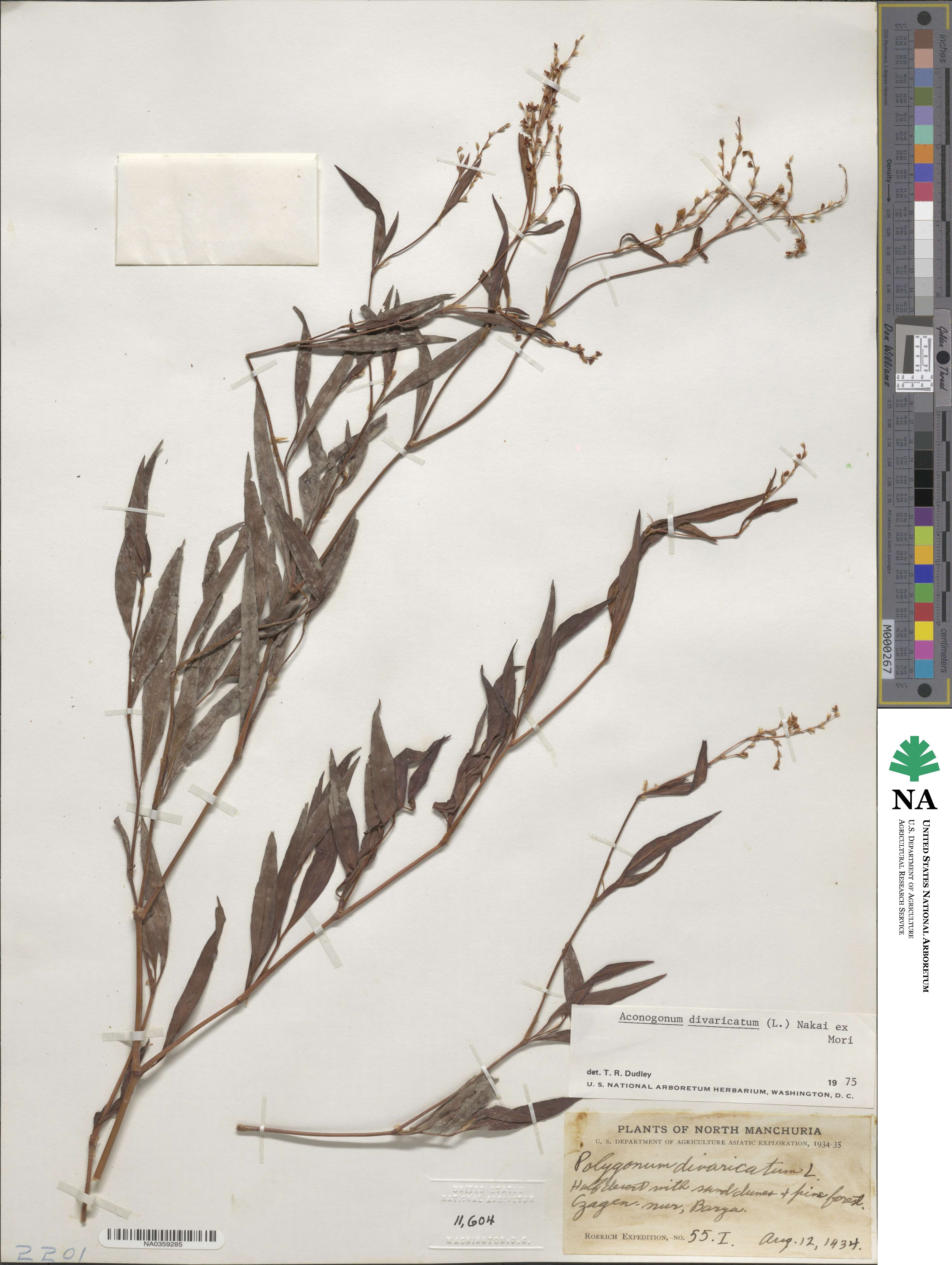 Aconogonum divaricatum image