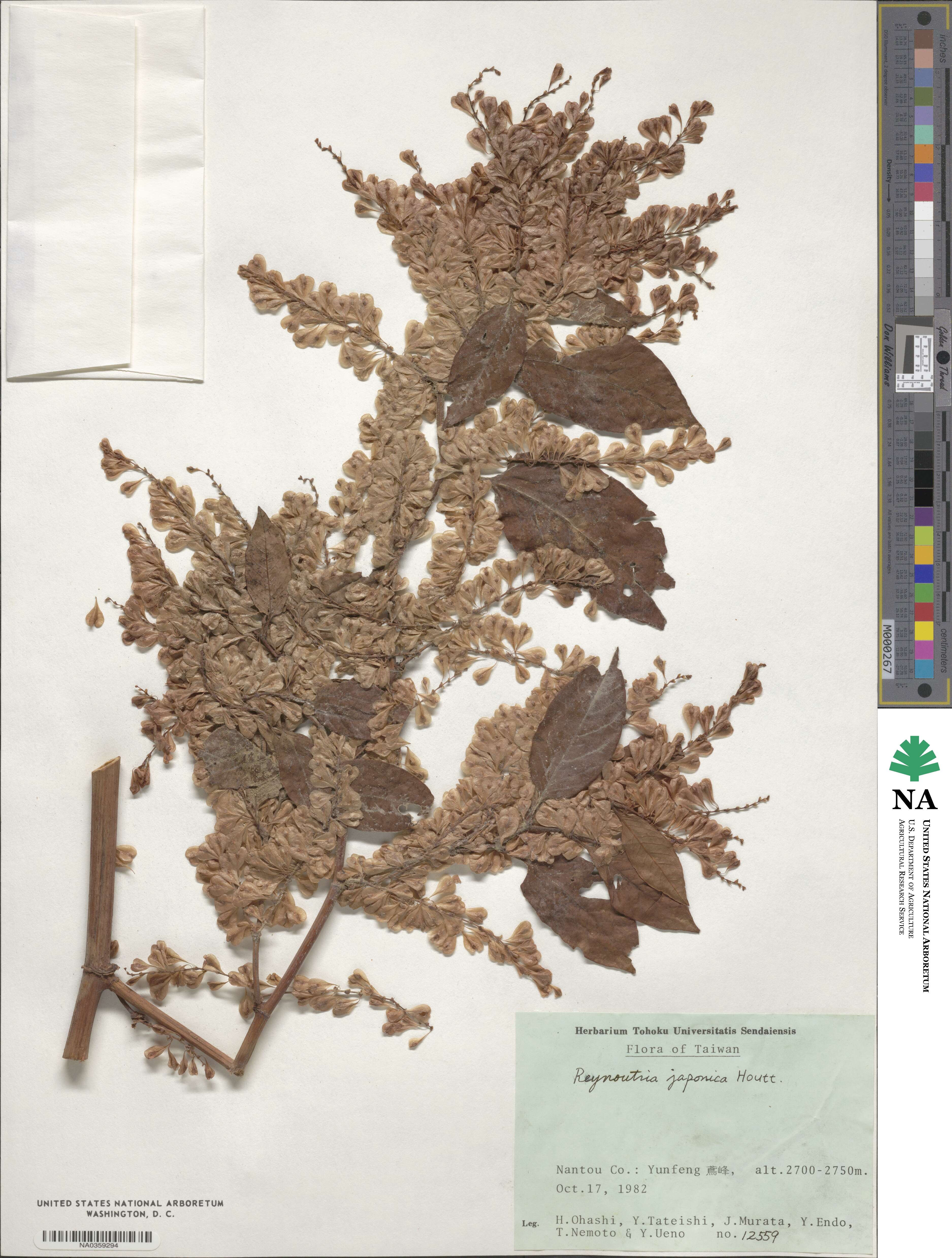Reynoutria japonica image