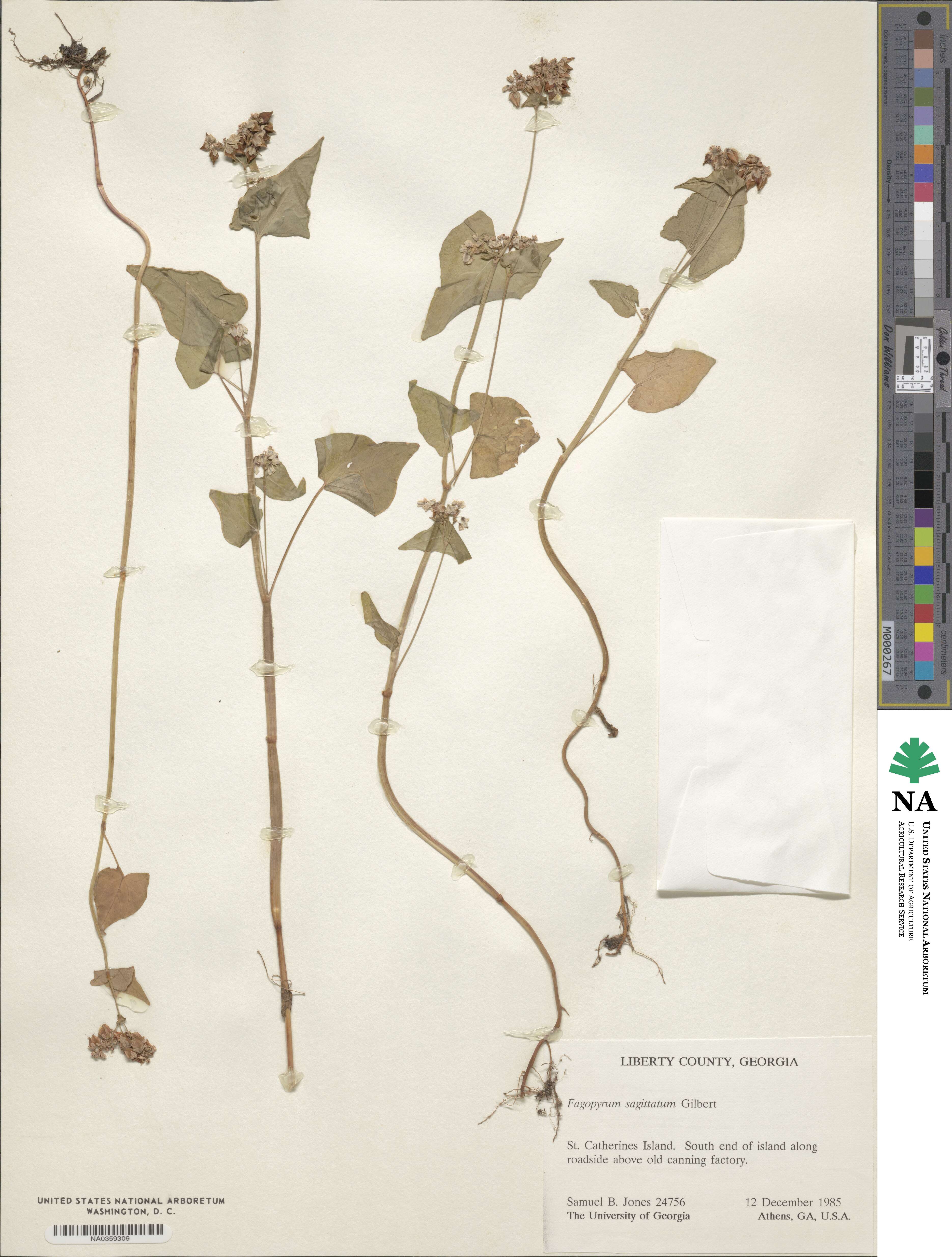 Fagopyrum image