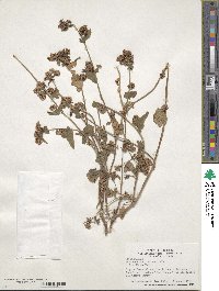 Fagopyrum esculentum image