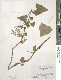 Fagopyrum acutatum image