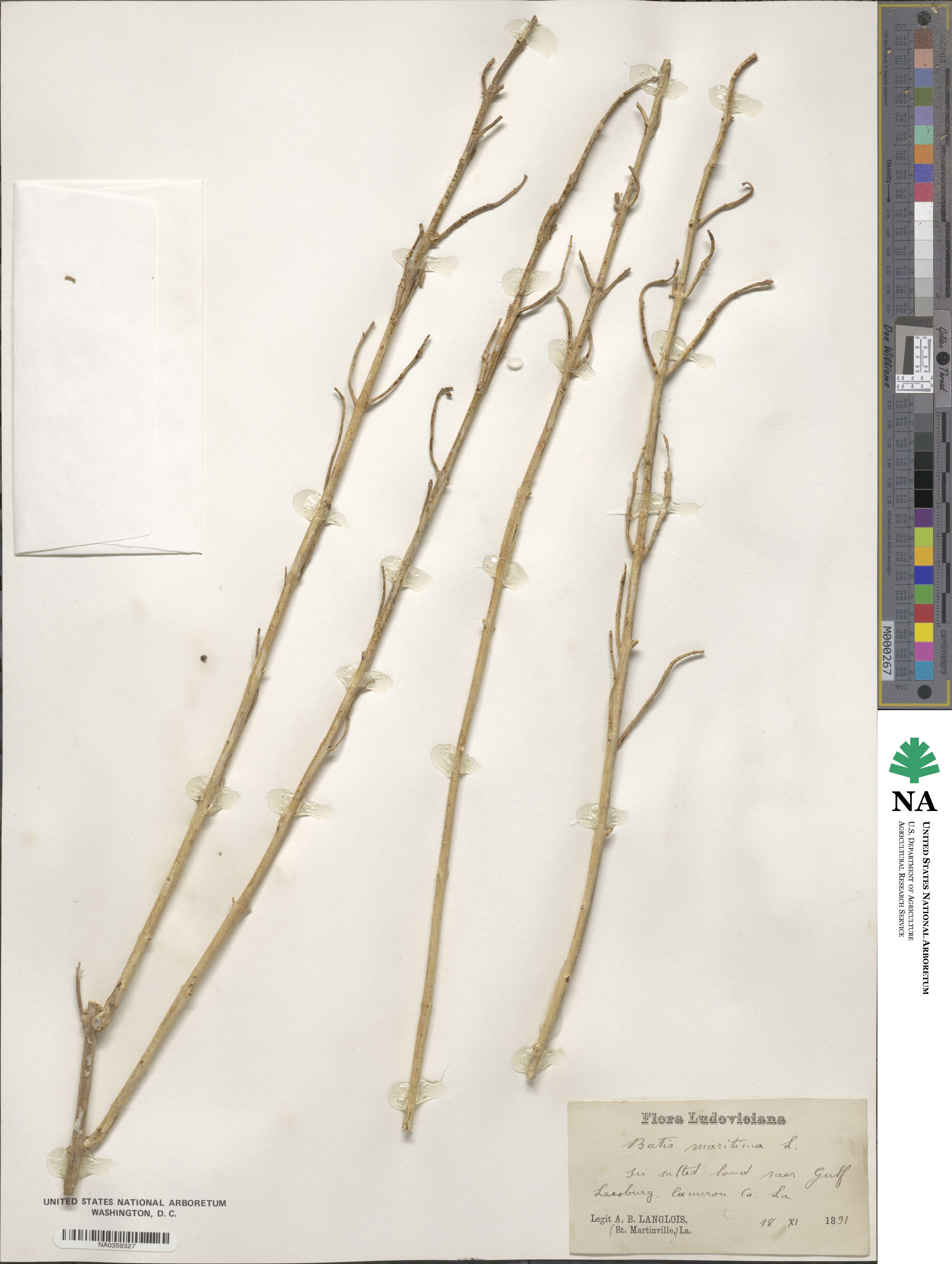 Batis maritima image