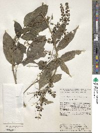 Trichostigma octandrum image