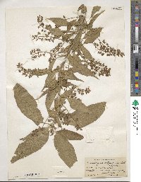 Trichostigma octandrum image