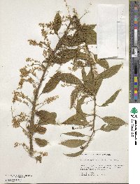 Trichostigma octandrum image