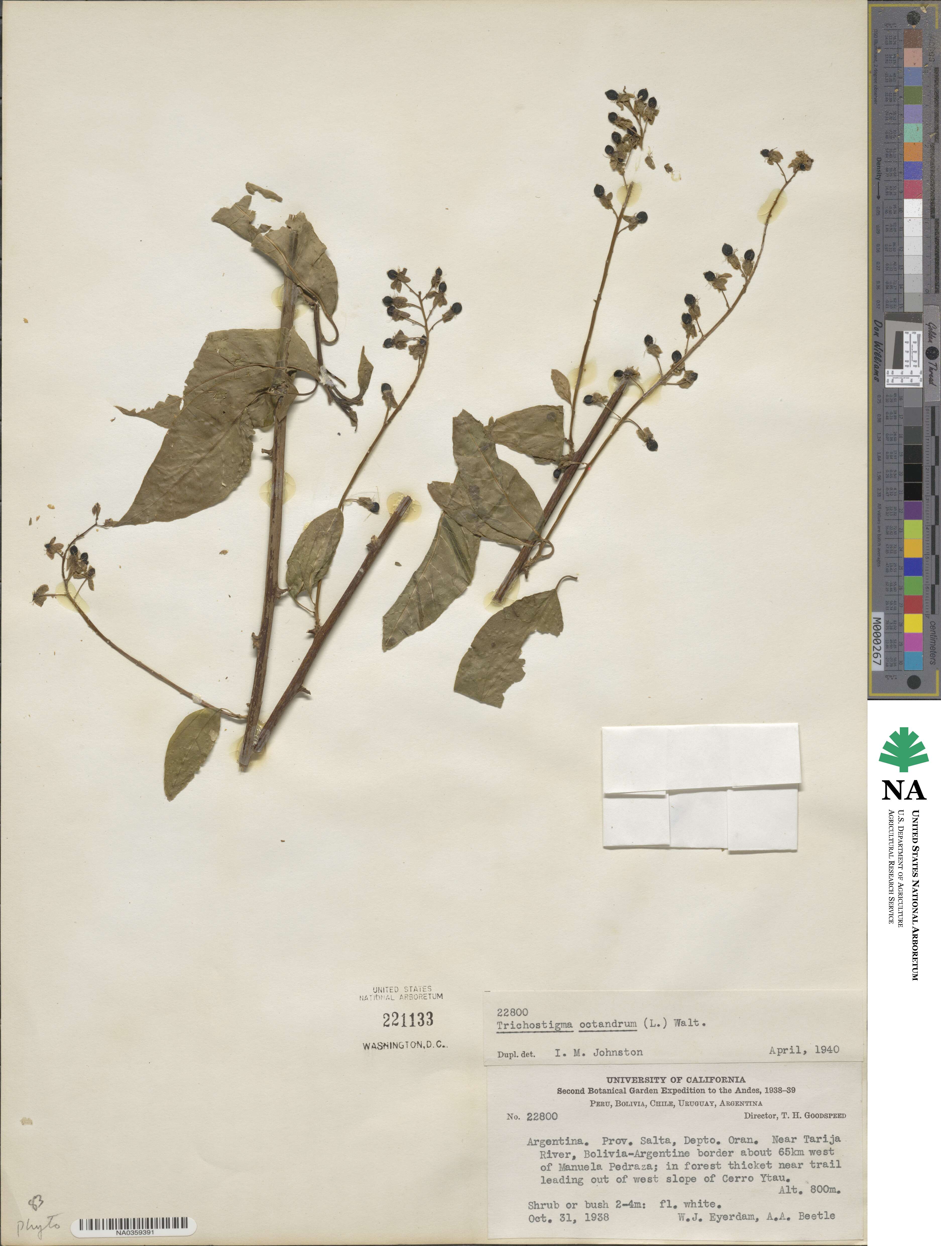Trichostigma octandrum image