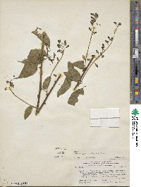 Trichostigma octandrum image