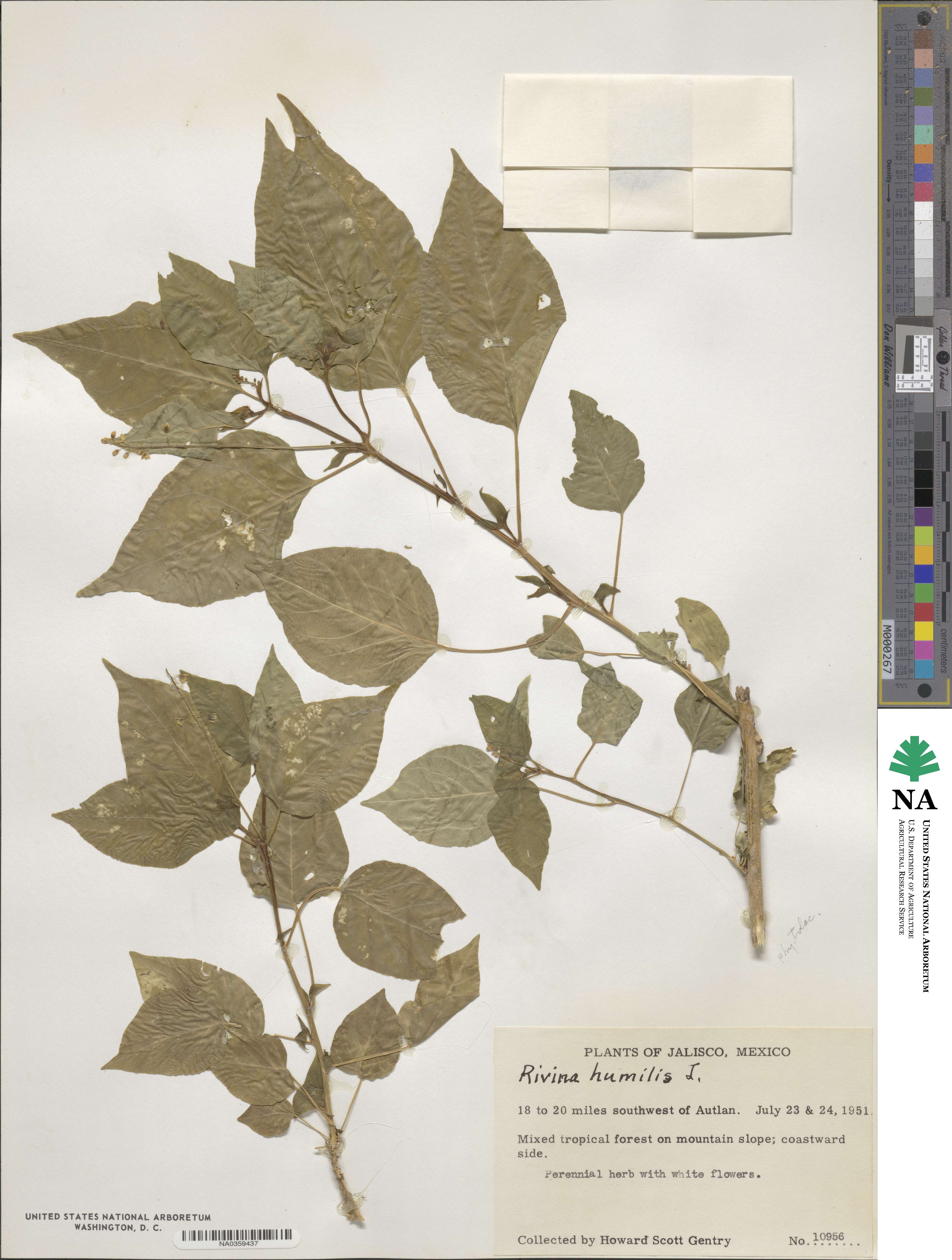 Rivina humilis image
