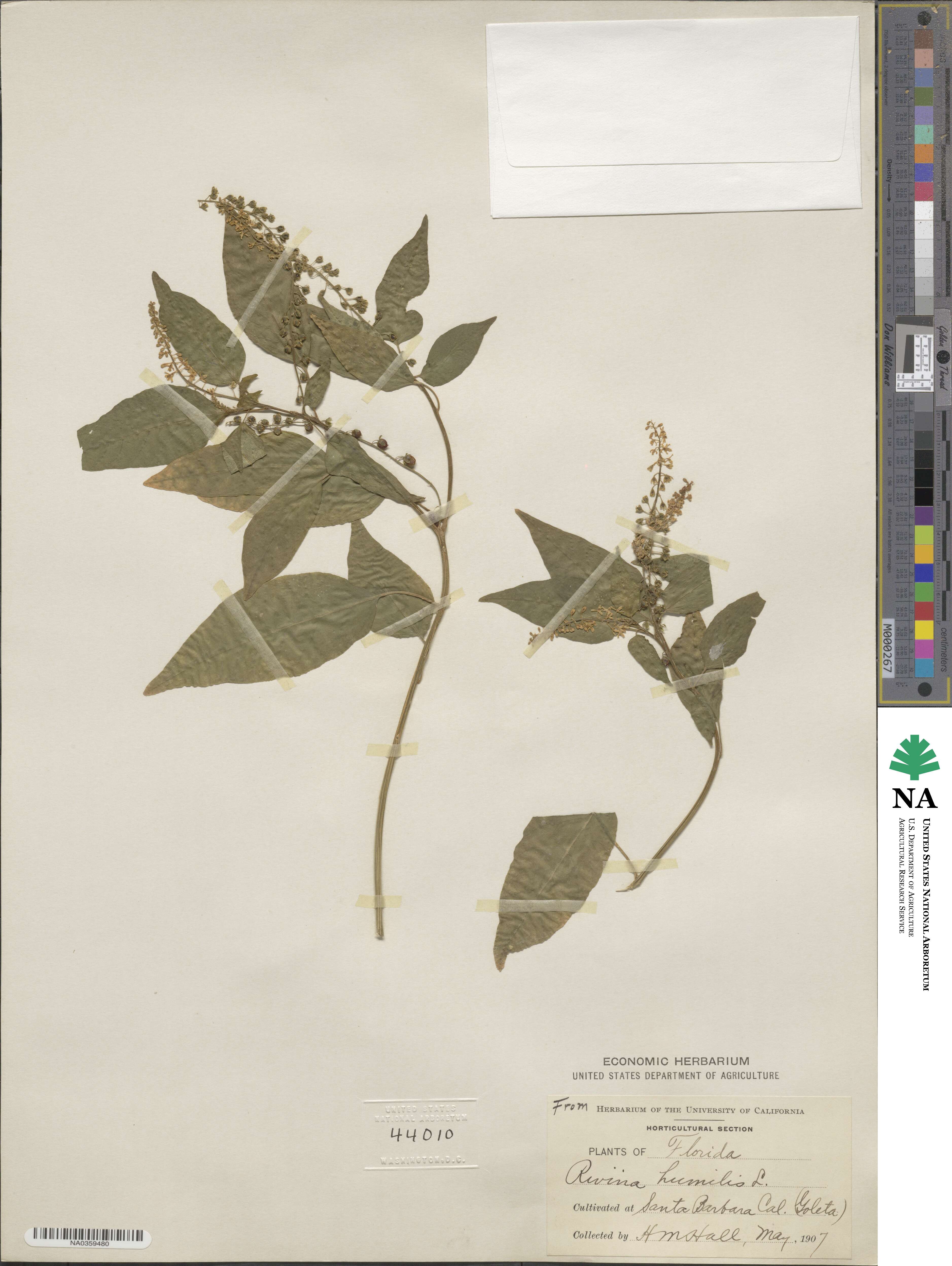 Rivina humilis image