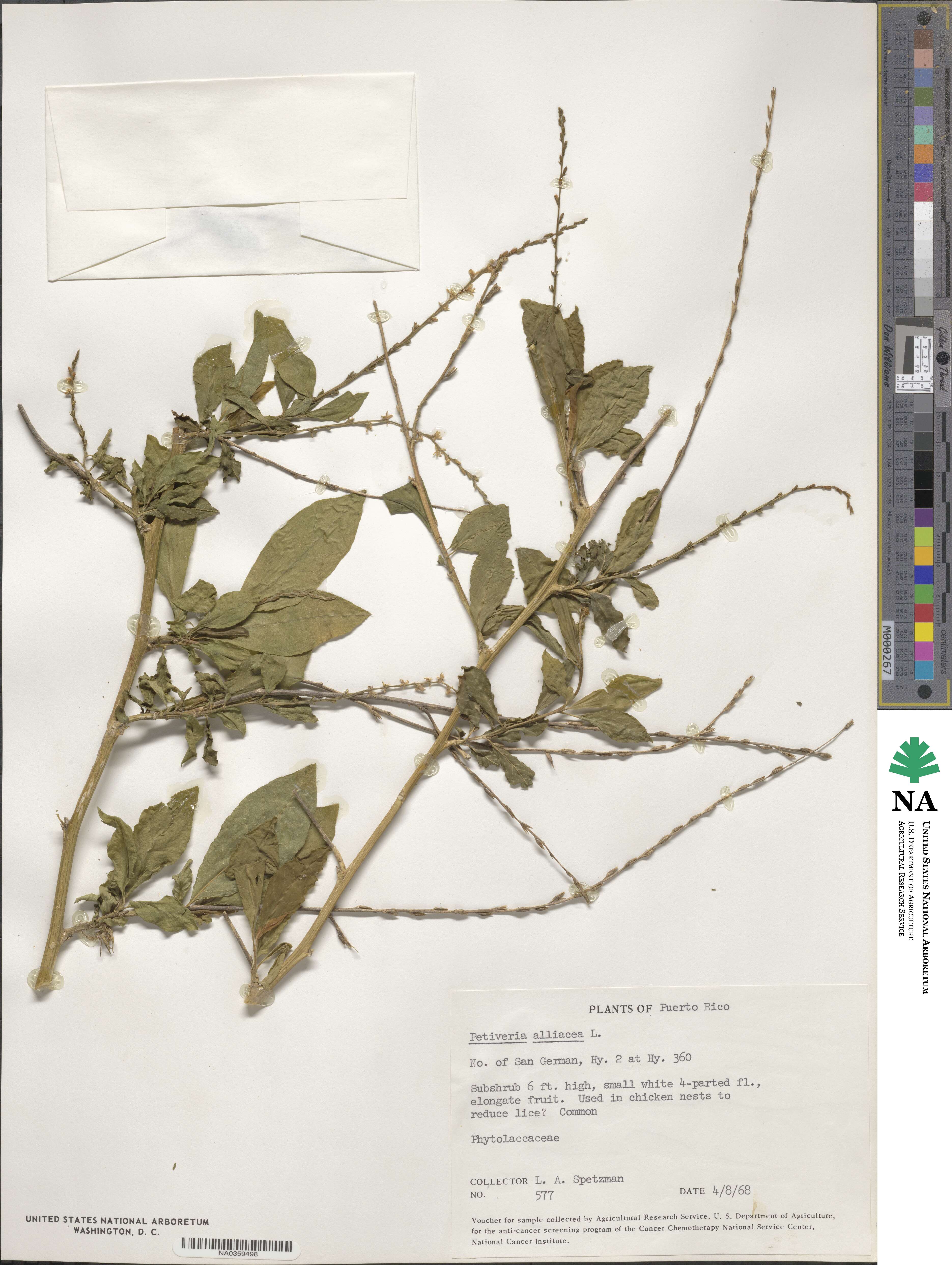 Petiveria alliacea image
