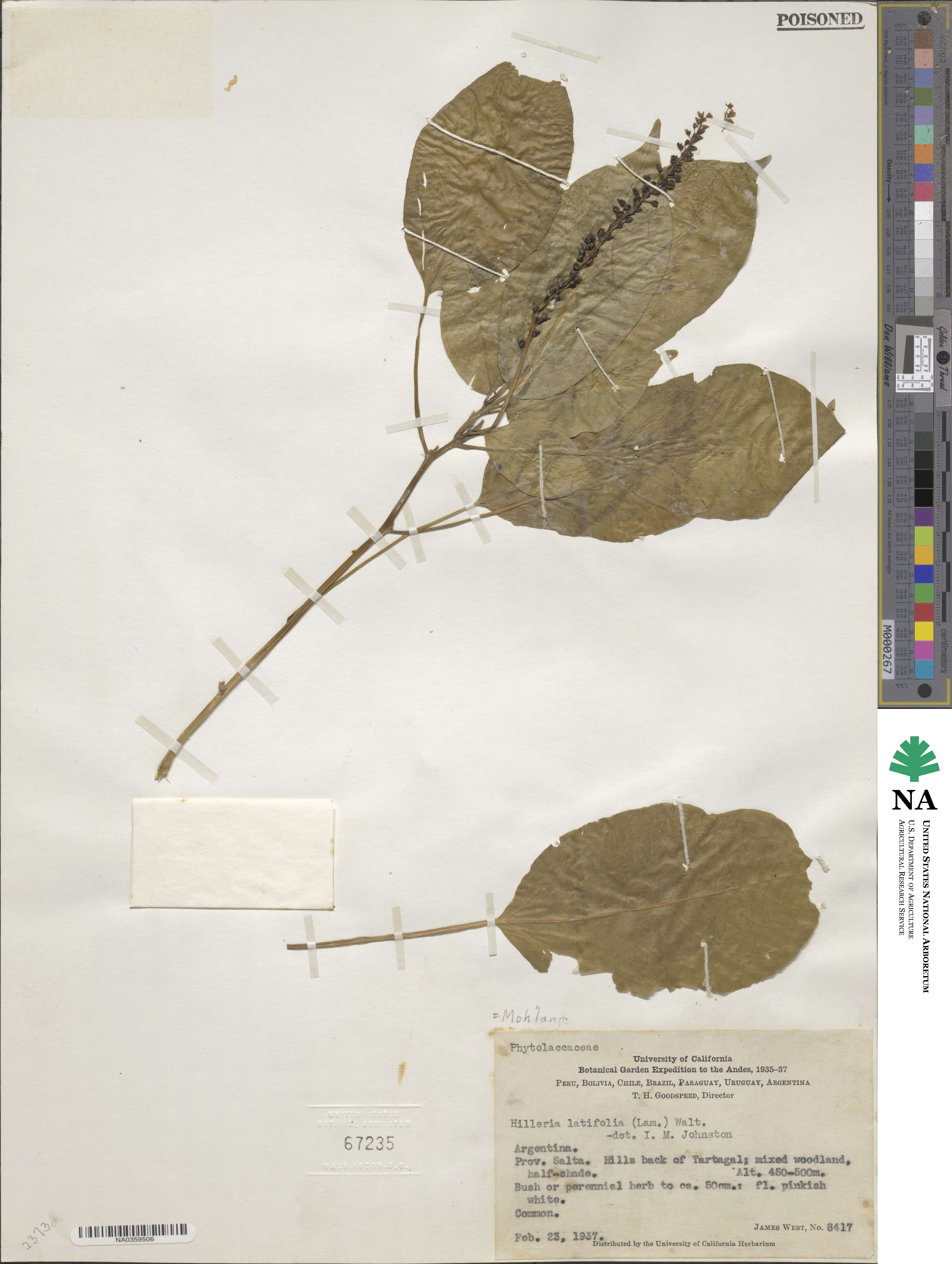 Hilleria latifolia image