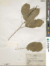 Hilleria latifolia image