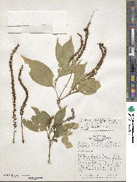 Hilleria latifolia image